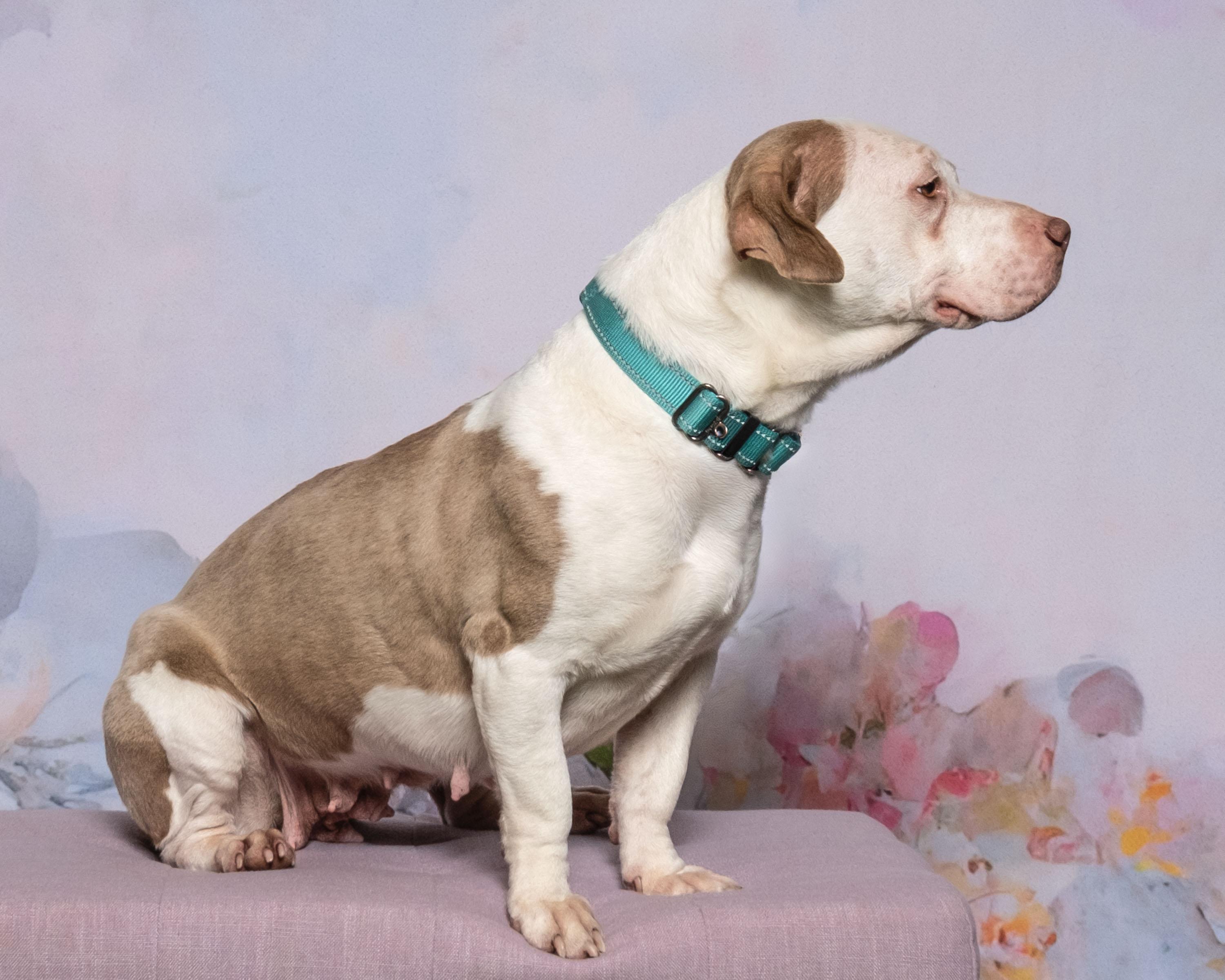 Enlarge Maple , a ADOPTABLE mixed breed in Aiken, SC image 2/6