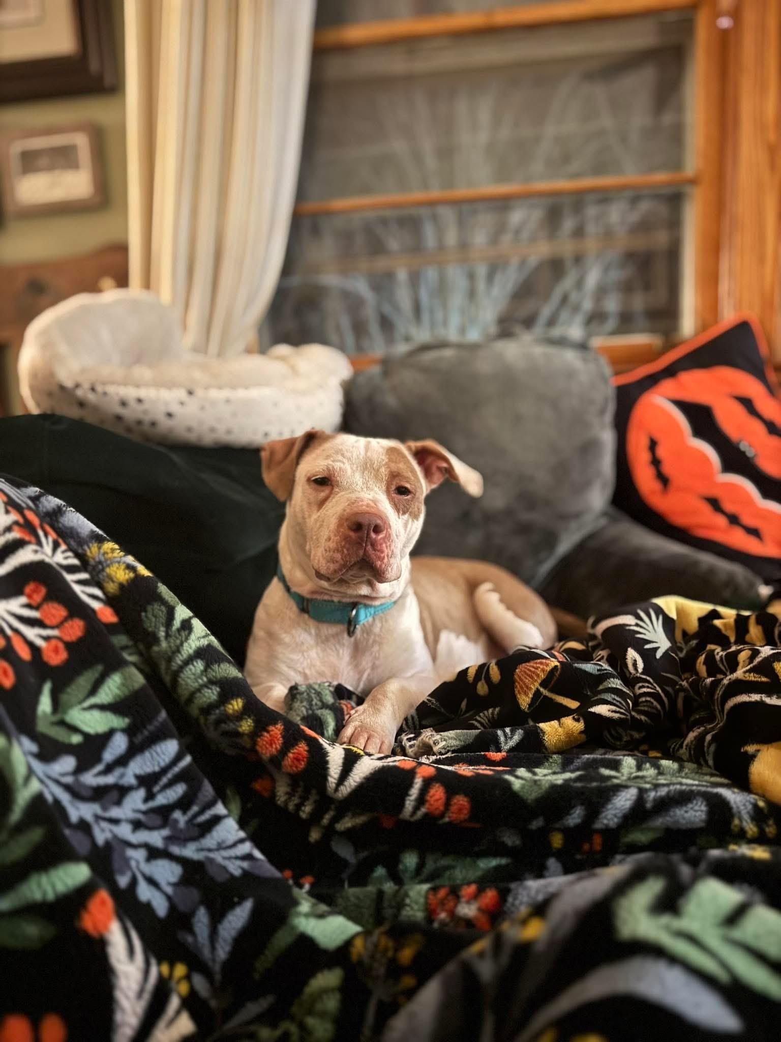 Enlarge Maple , a ADOPTABLE mixed breed in Aiken, SC image 3/4