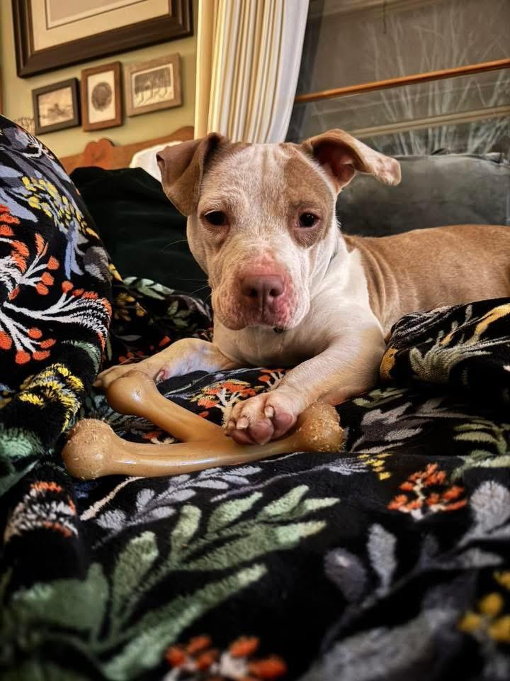 Enlarge Maple , a ADOPTABLE mixed breed in Aiken, SC image 2/4