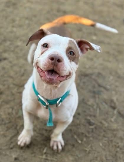 Enlarge Maple , a ADOPTABLE mixed breed in Aiken, SC image 4/4