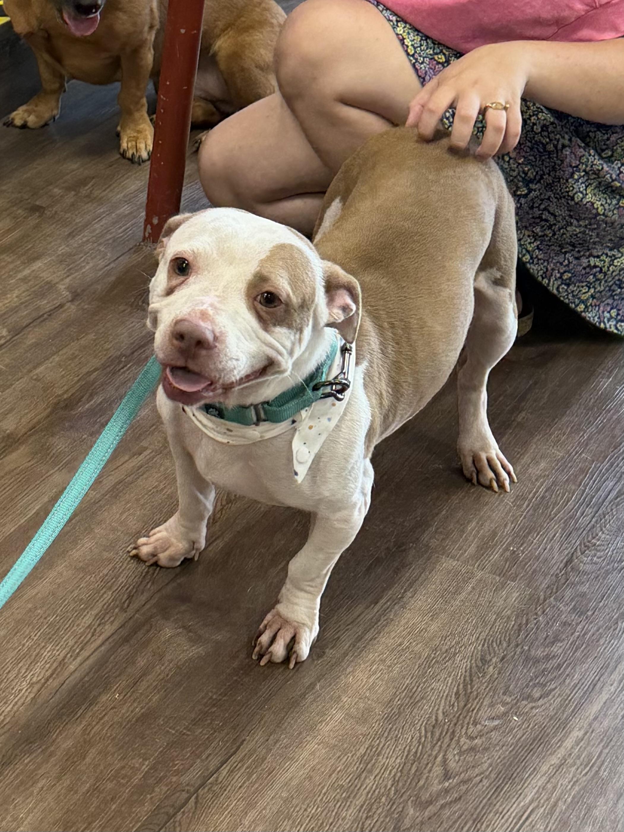 Maple , a ADOPTABLE mixed breed in Aiken, SC image 6/6