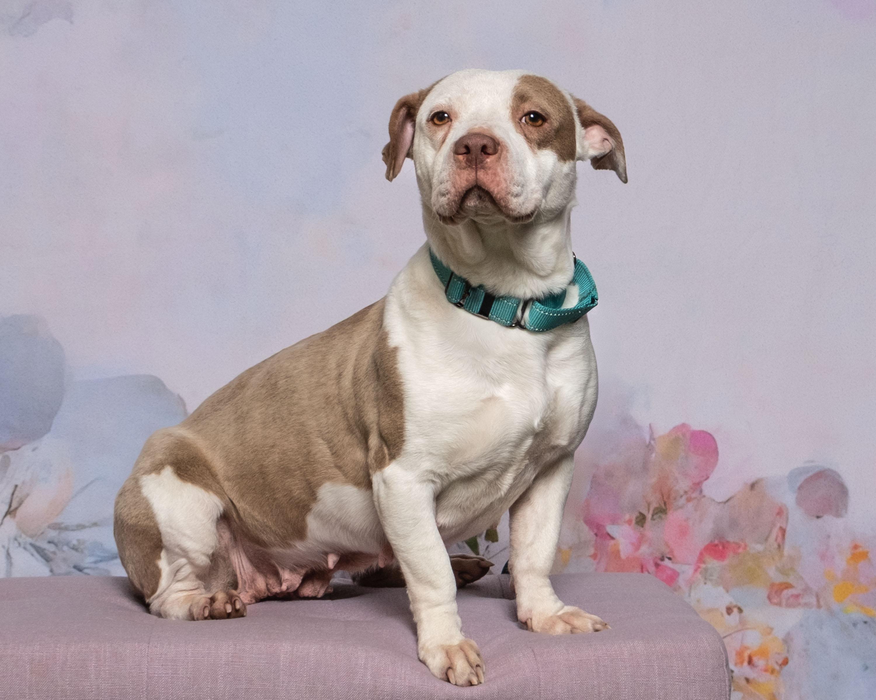 Enlarge Maple , a ADOPTABLE mixed breed in Aiken, SC image 3/6