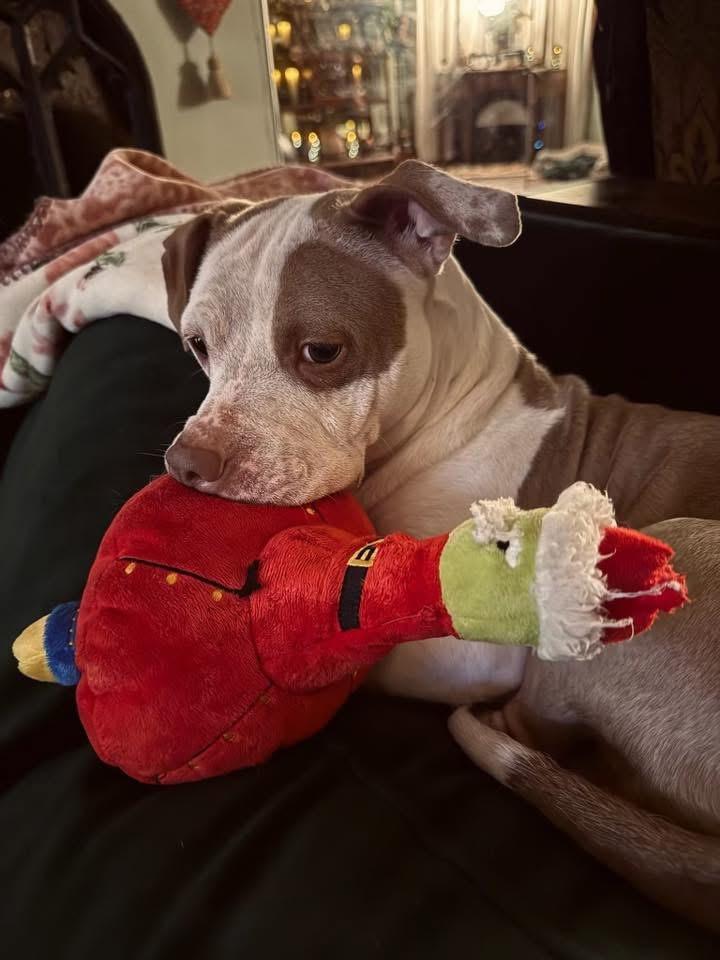 Enlarge Maple , a ADOPTABLE mixed breed in Aiken, SC image 1/4