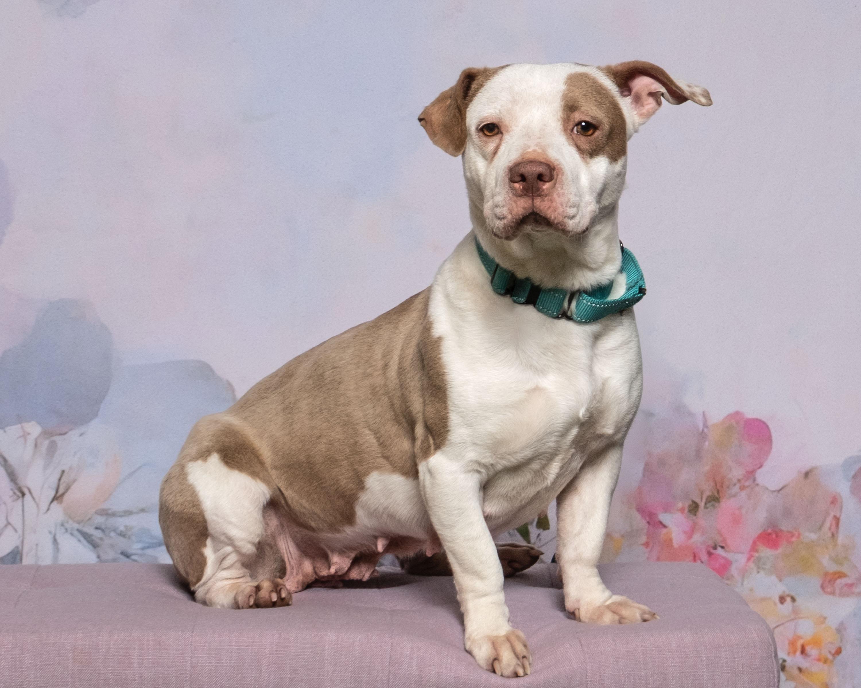 Enlarge Maple , a ADOPTABLE mixed breed in Aiken, SC image 4/6