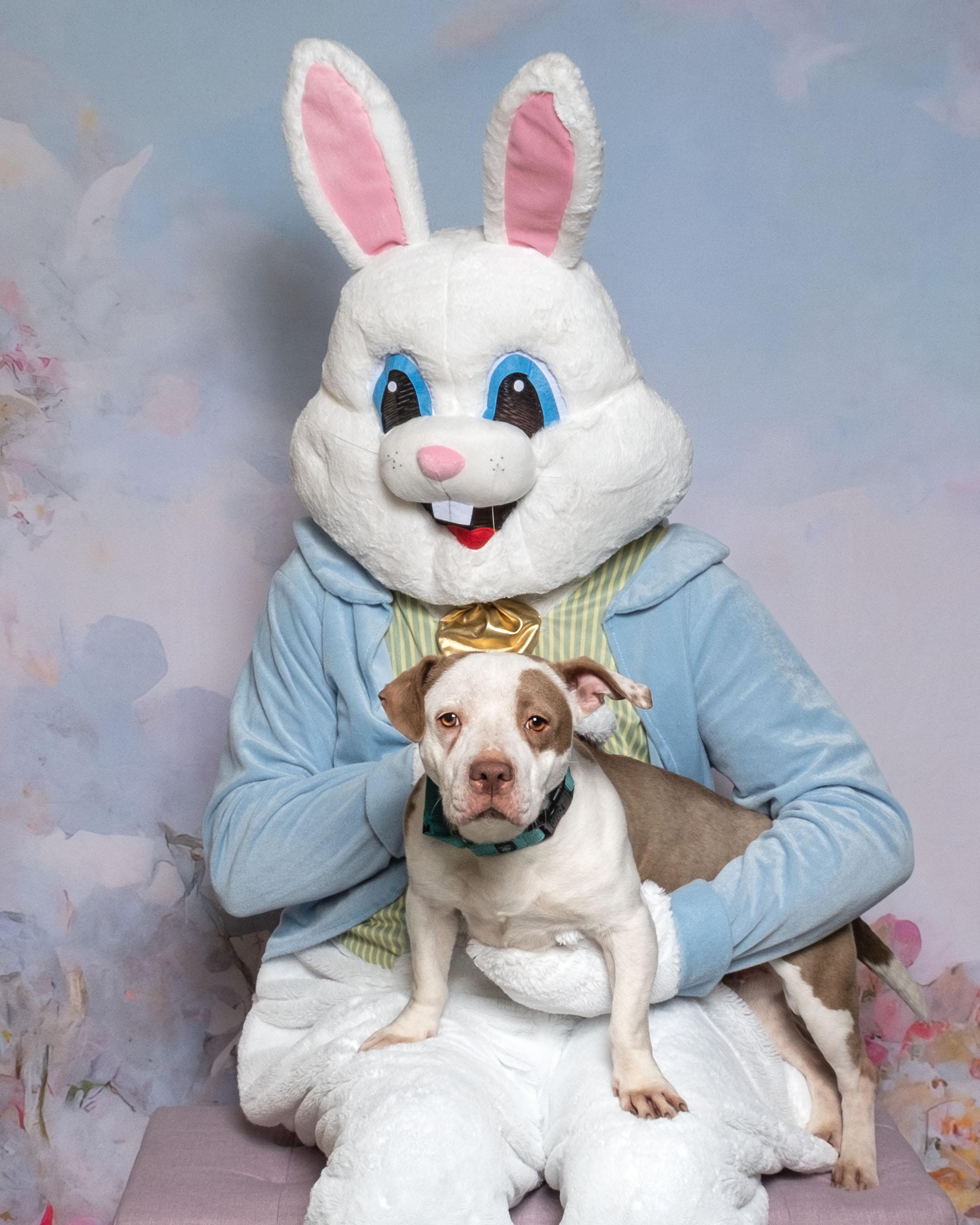 Enlarge Maple , a ADOPTABLE mixed breed in Aiken, SC image 6/6