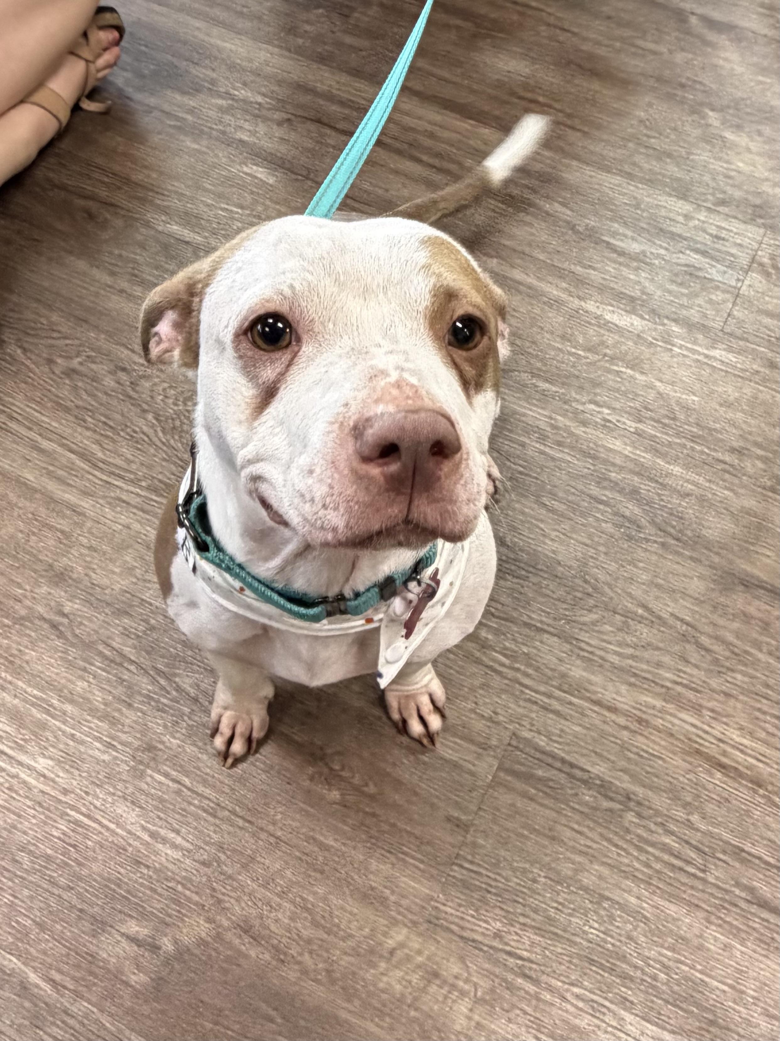 Maple , ADOPTABLE, Adult Female Pit Bull Terrier.