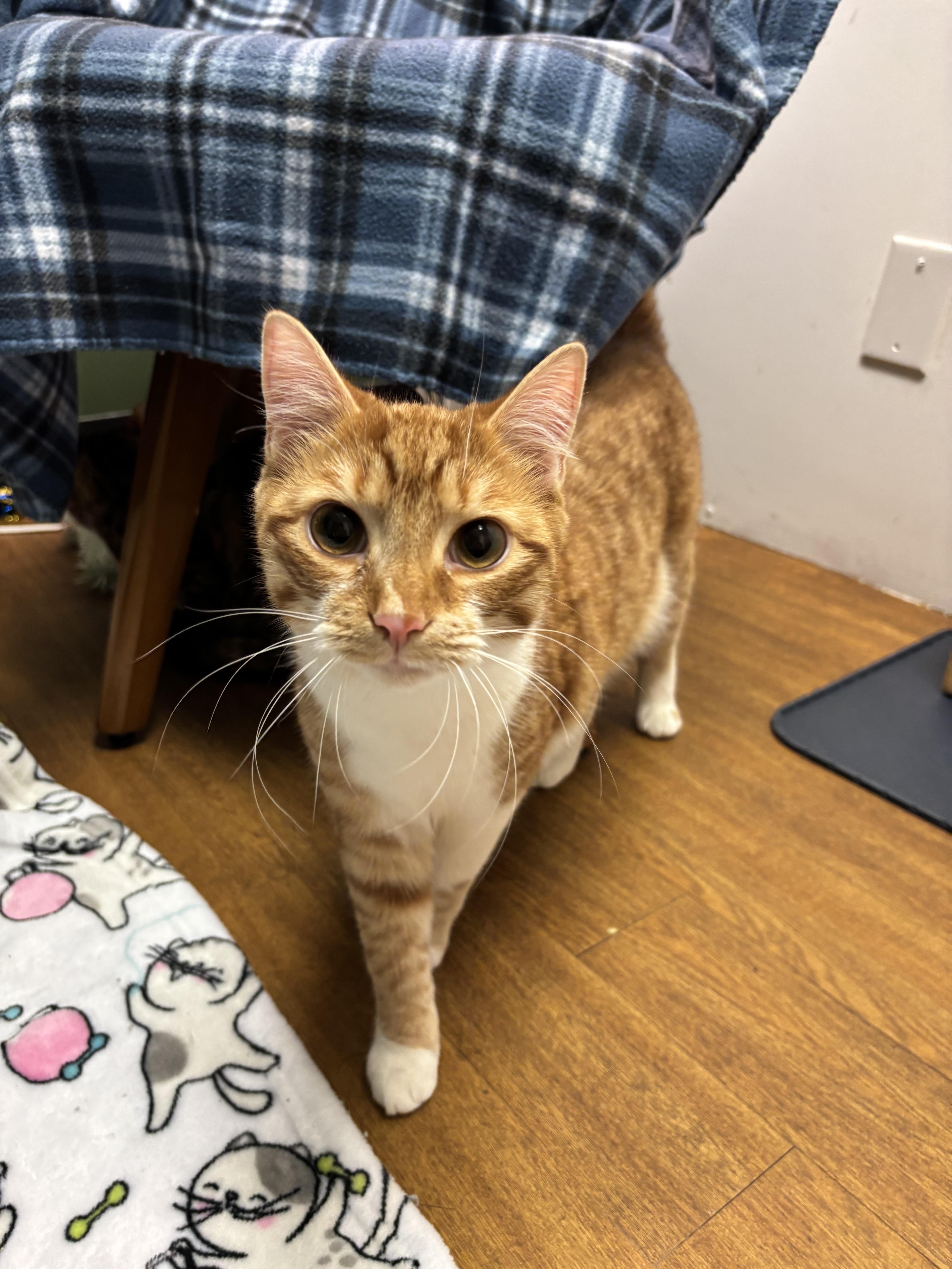 Firey, Adoptable, Young Male Domestic Short Hair.