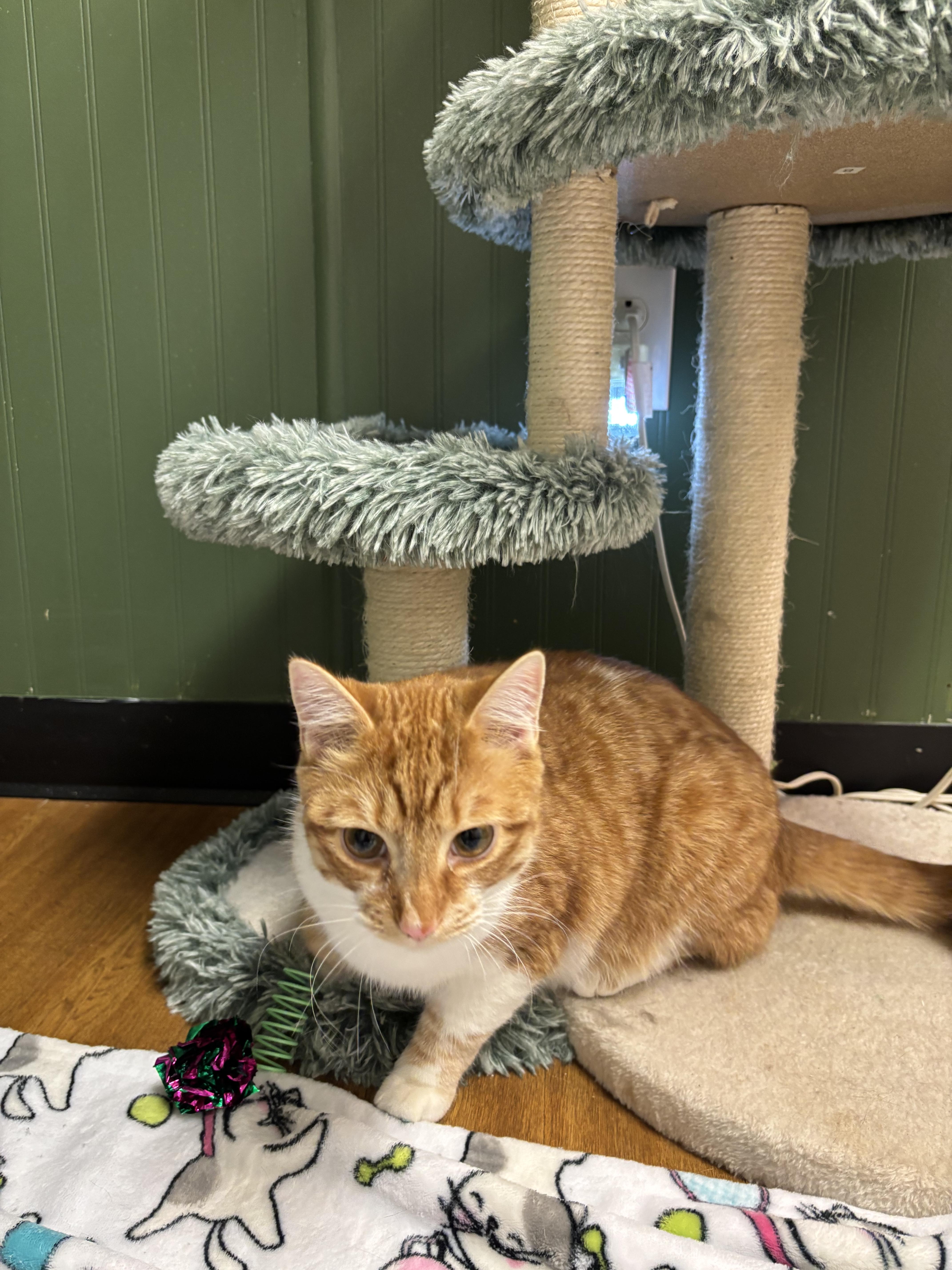 Enlarge Firey, a Adoptable Domestic Short Hair in Bethel Park, PA image 2/3