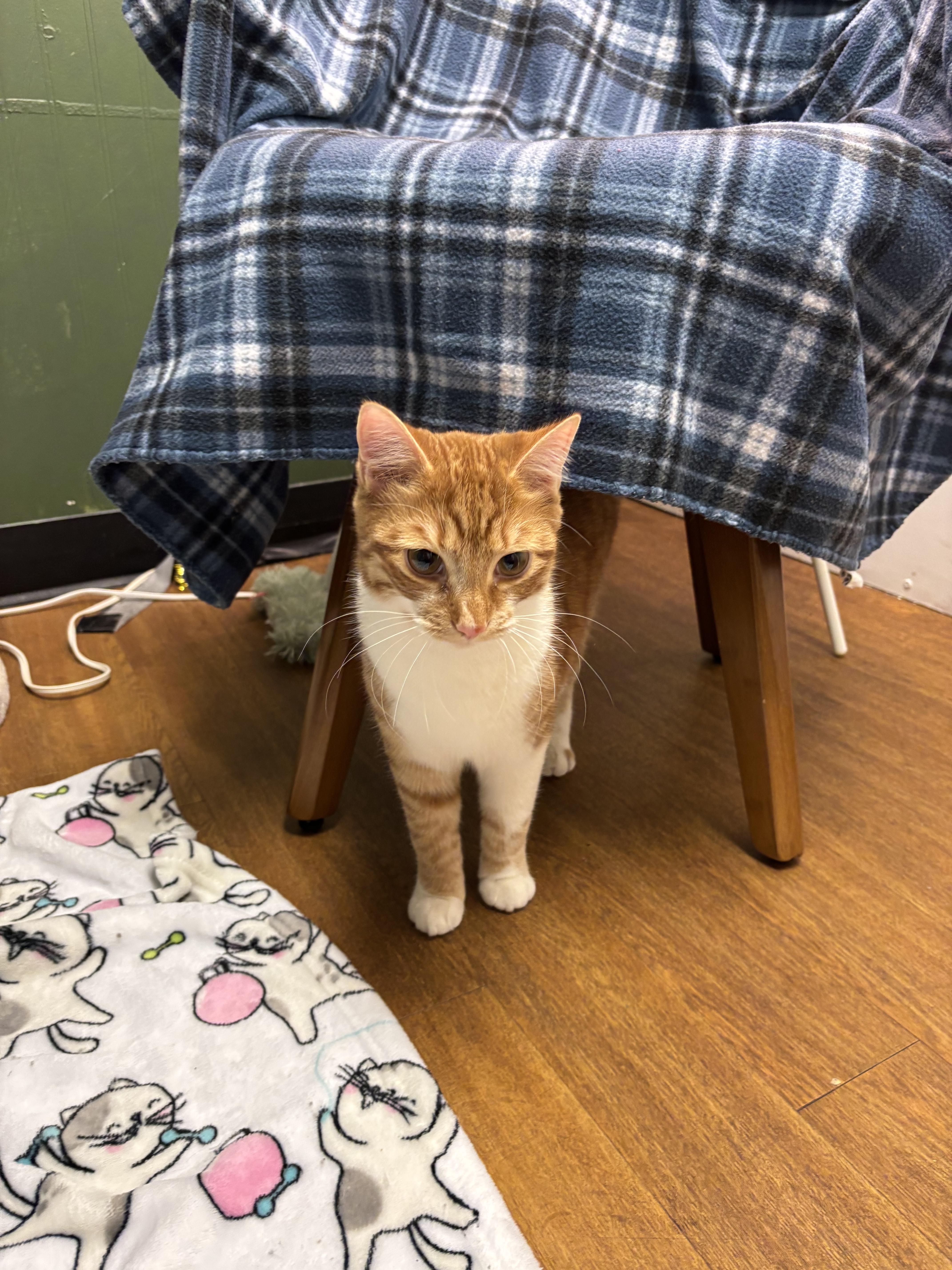 Enlarge Firey, a Adoptable Domestic Short Hair in Bethel Park, PA image 3/3