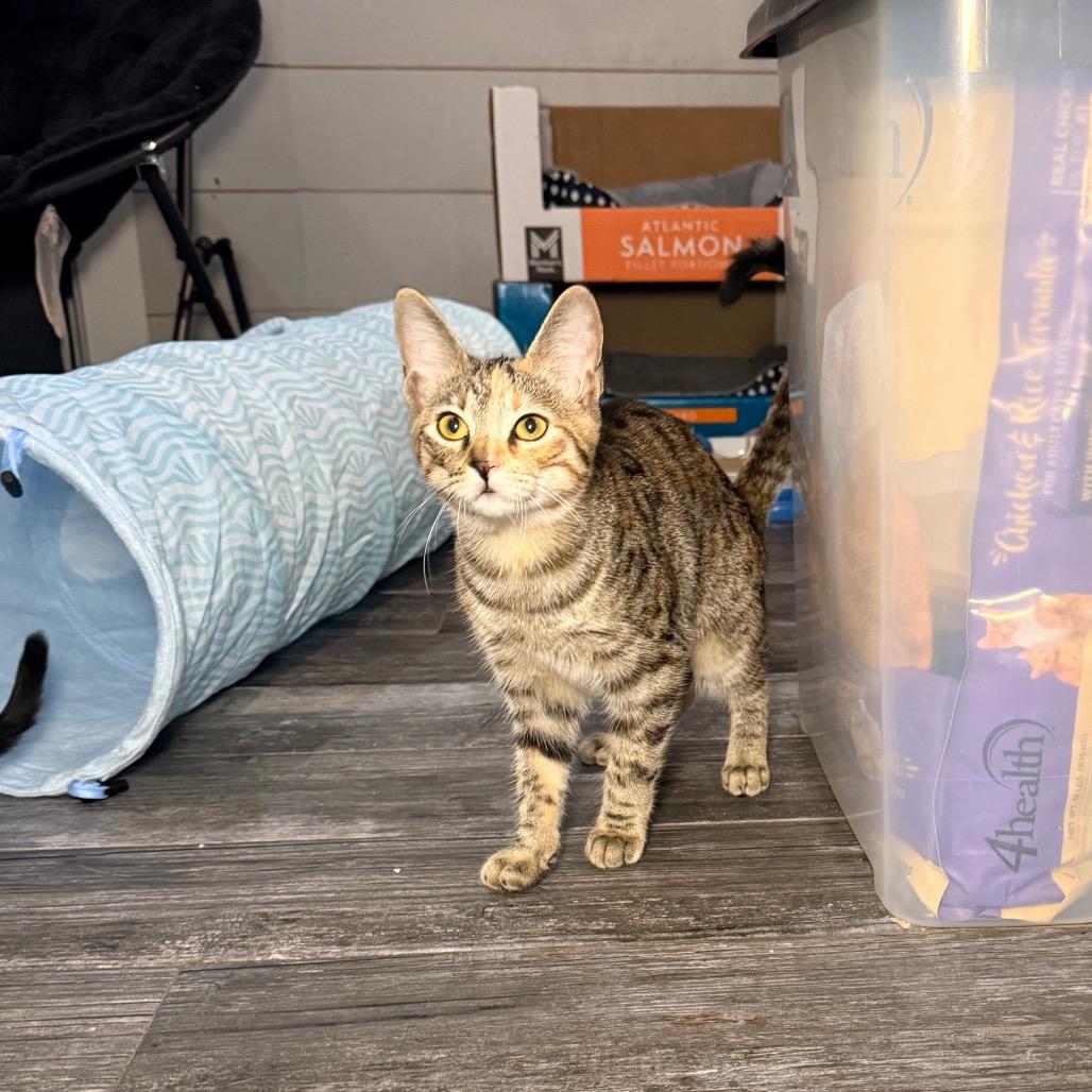 Dazzle, Adoptable, Kitten Female Domestic Short Hair.