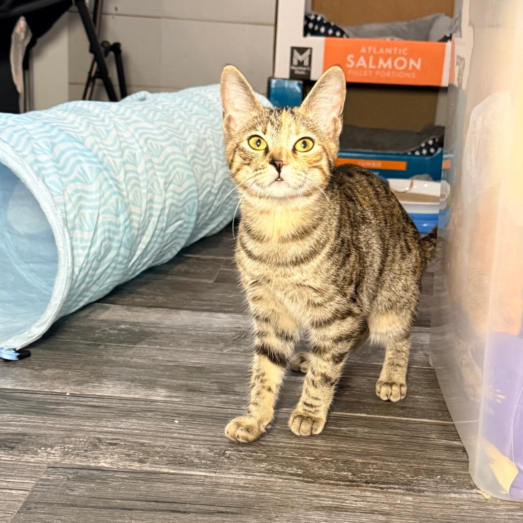 Enlarge Dazzle, a Adoptable Domestic Short Hair in Port Neches, TX image 3/6