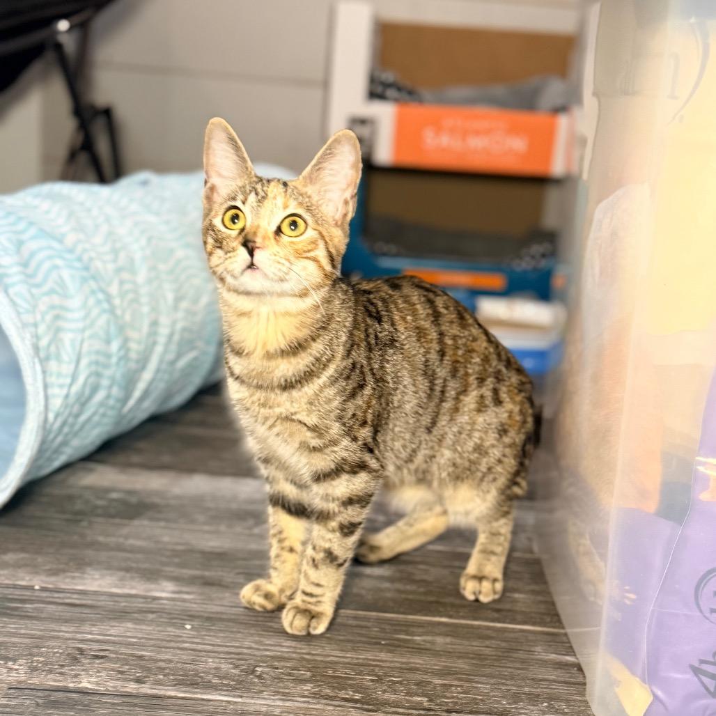 Enlarge Dazzle, a Adoptable Domestic Short Hair in Port Neches, TX image 4/6