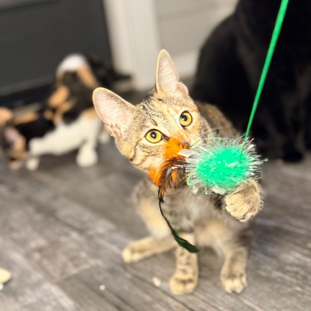 Enlarge Dazzle, a Adoptable Domestic Short Hair in Port Neches, TX image 5/6