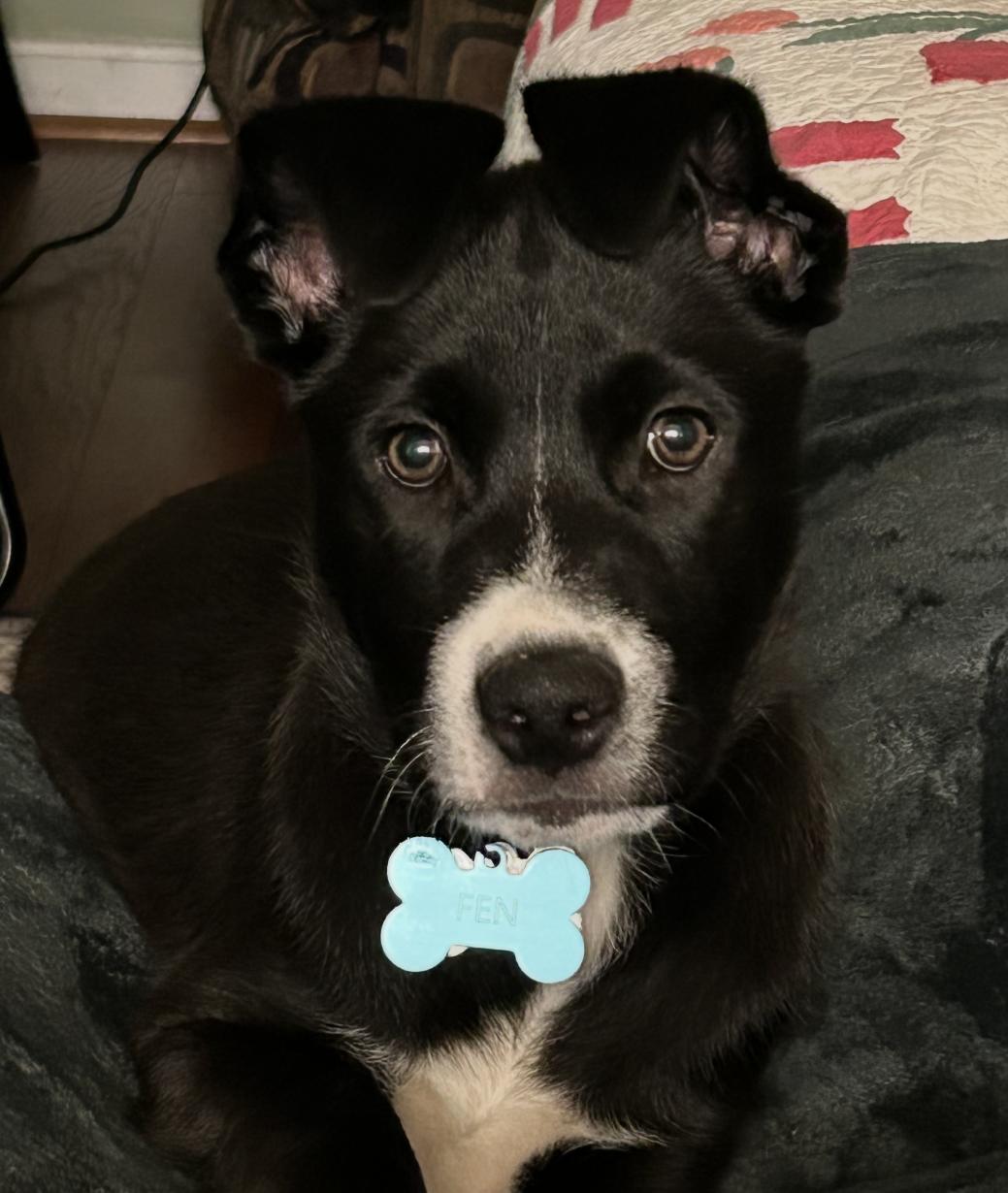 Enlarge FENWAY, a Adoptable mixed breed in La Grange, KY image 3/6