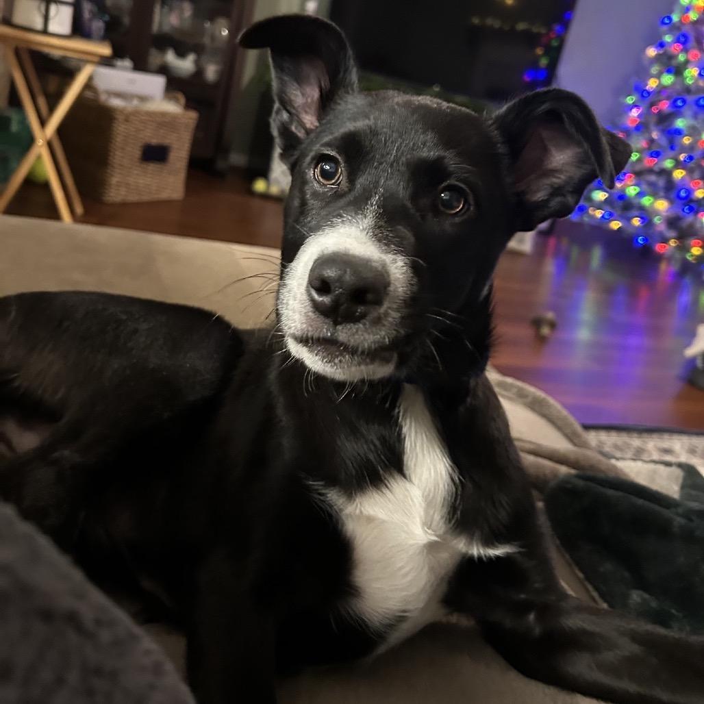 FENWAY, Adoptable, Puppy Male Shepherd & Terrier.
