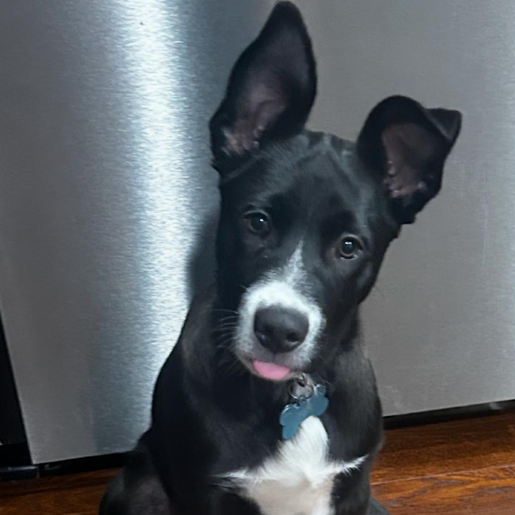 Enlarge FENWAY, a Adoptable mixed breed in La Grange, KY image 5/6