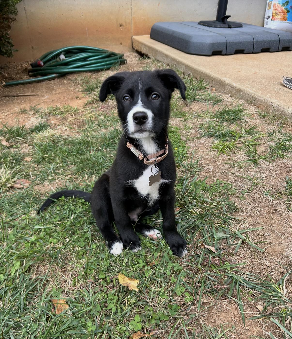 Enlarge FENWAY, a Adoptable mixed breed in La Grange, KY image 4/6