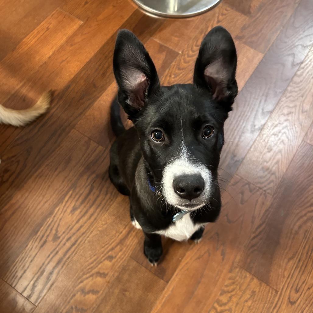 Enlarge FENWAY, a Adoptable mixed breed in La Grange, KY image 6/6