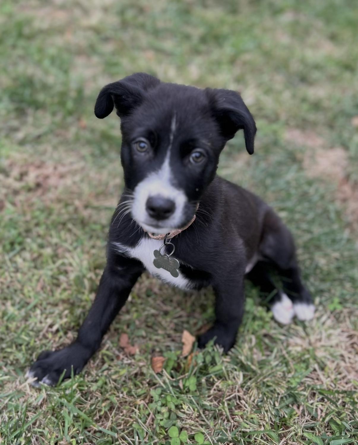 Enlarge FENWAY, a Adoptable mixed breed in La Grange, KY image 2/6