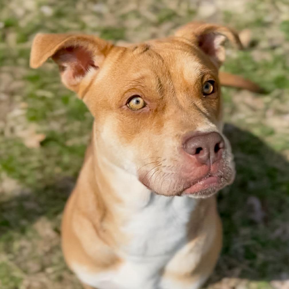 Enlarge Luna, a Adoptable Pit Bull Terrier in Lufkin, TX image 1/5