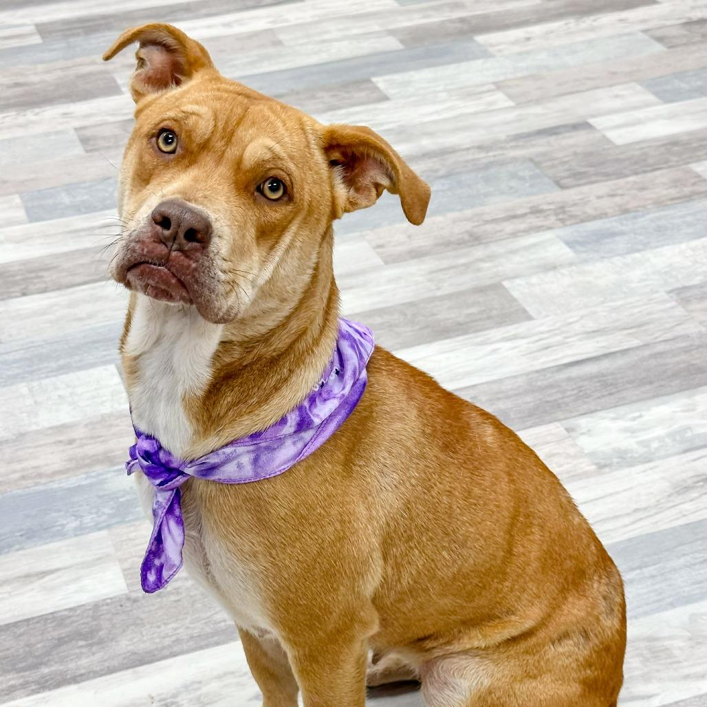 Enlarge Luna, a Adoptable Pit Bull Terrier in Lufkin, TX image 3/4