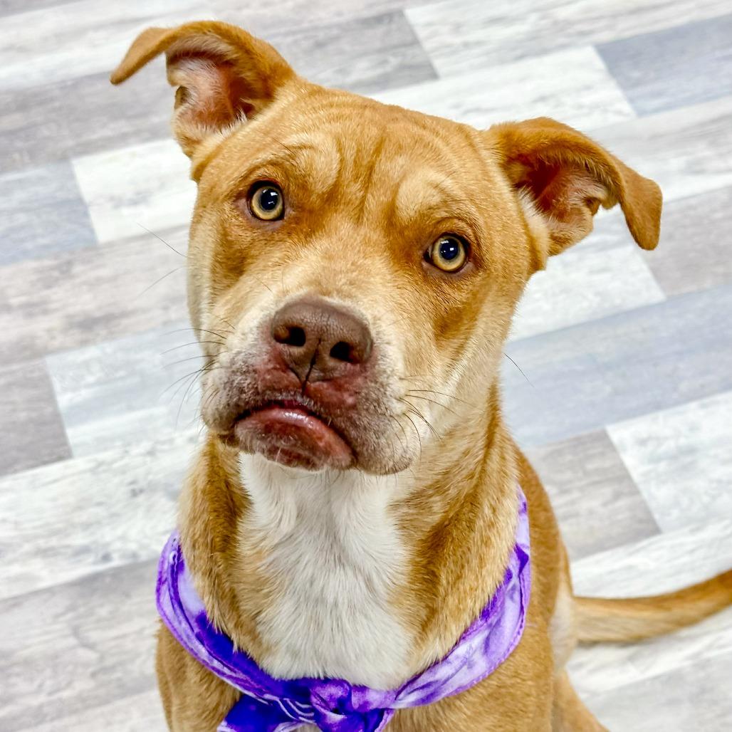 Enlarge Luna, a Adoptable Pit Bull Terrier in Lufkin, TX image 4/4