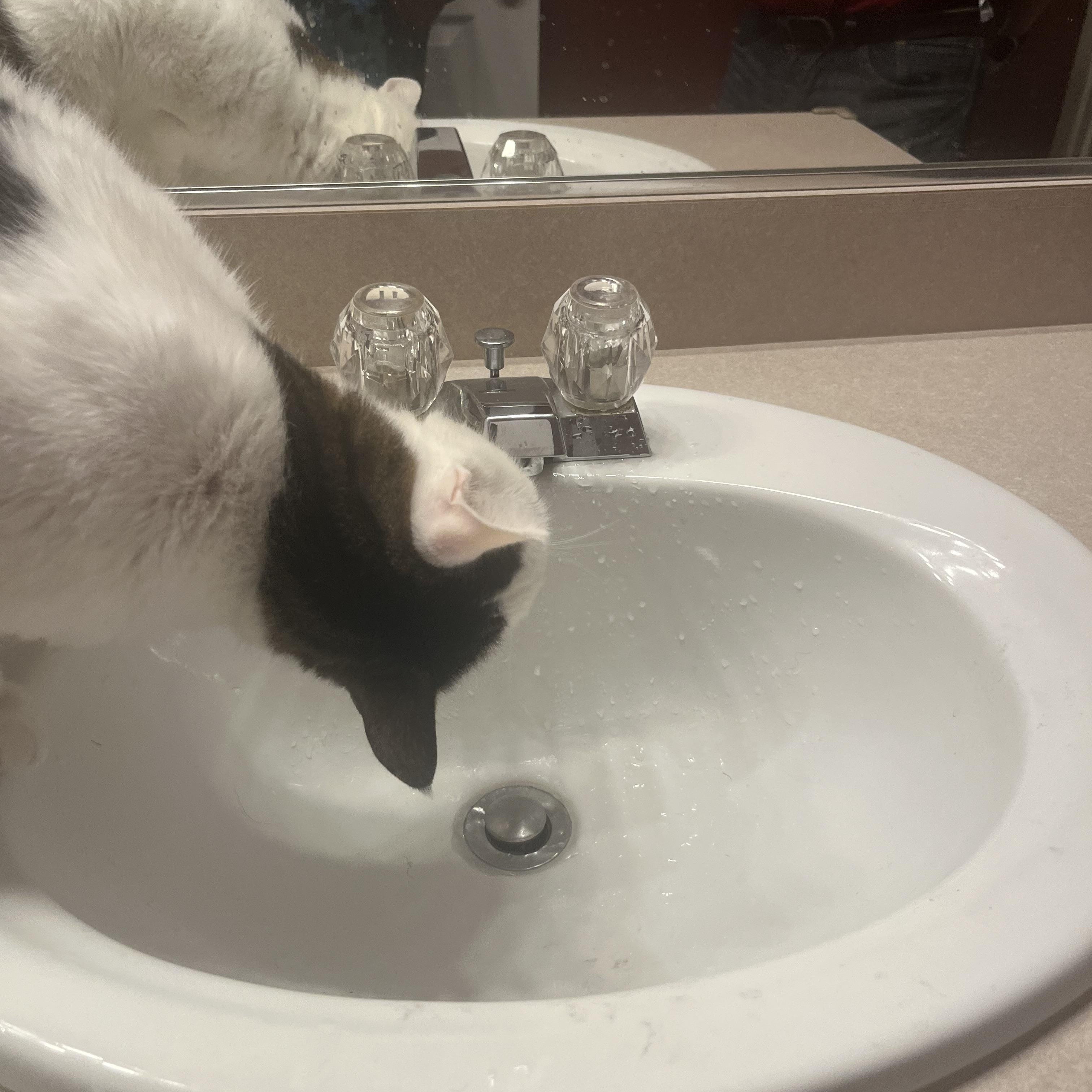 Enlarge Berry, a ADOPTABLE Domestic Short Hair in Davis, CA image 4/5