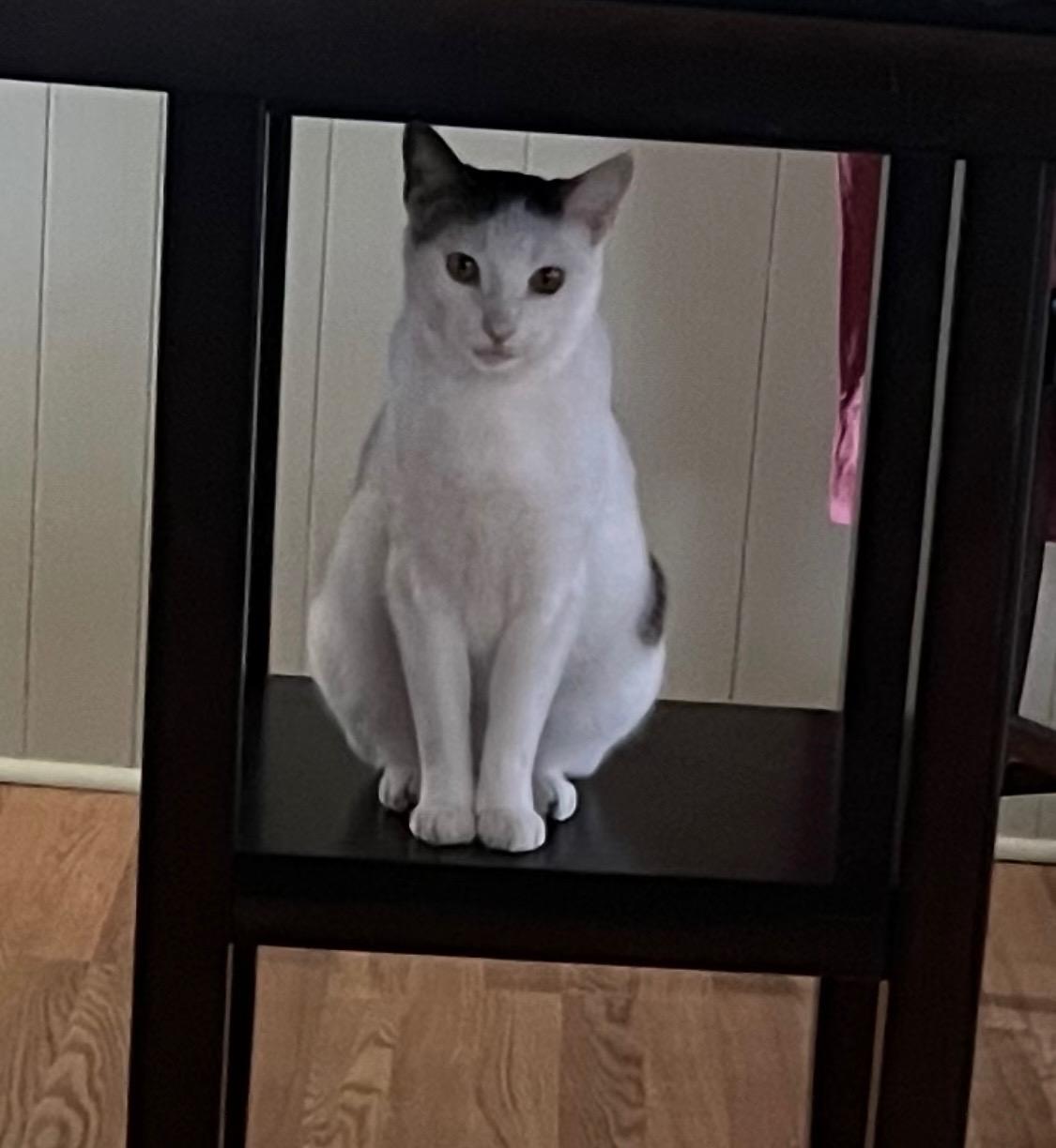 Enlarge Berry, a ADOPTABLE Domestic Short Hair in Davis, CA image 1/5