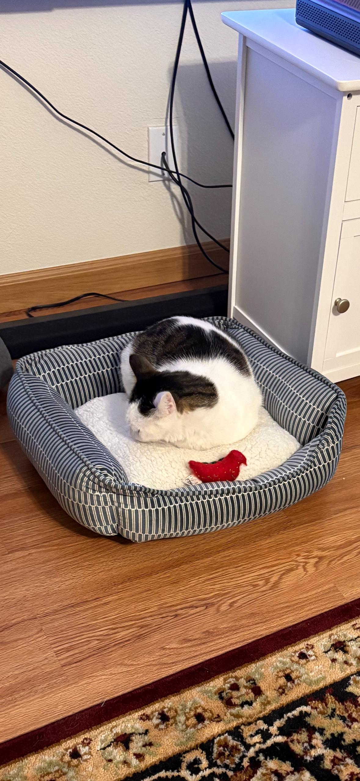 Enlarge Berry, a ADOPTABLE Domestic Short Hair in Davis, CA image 5/5