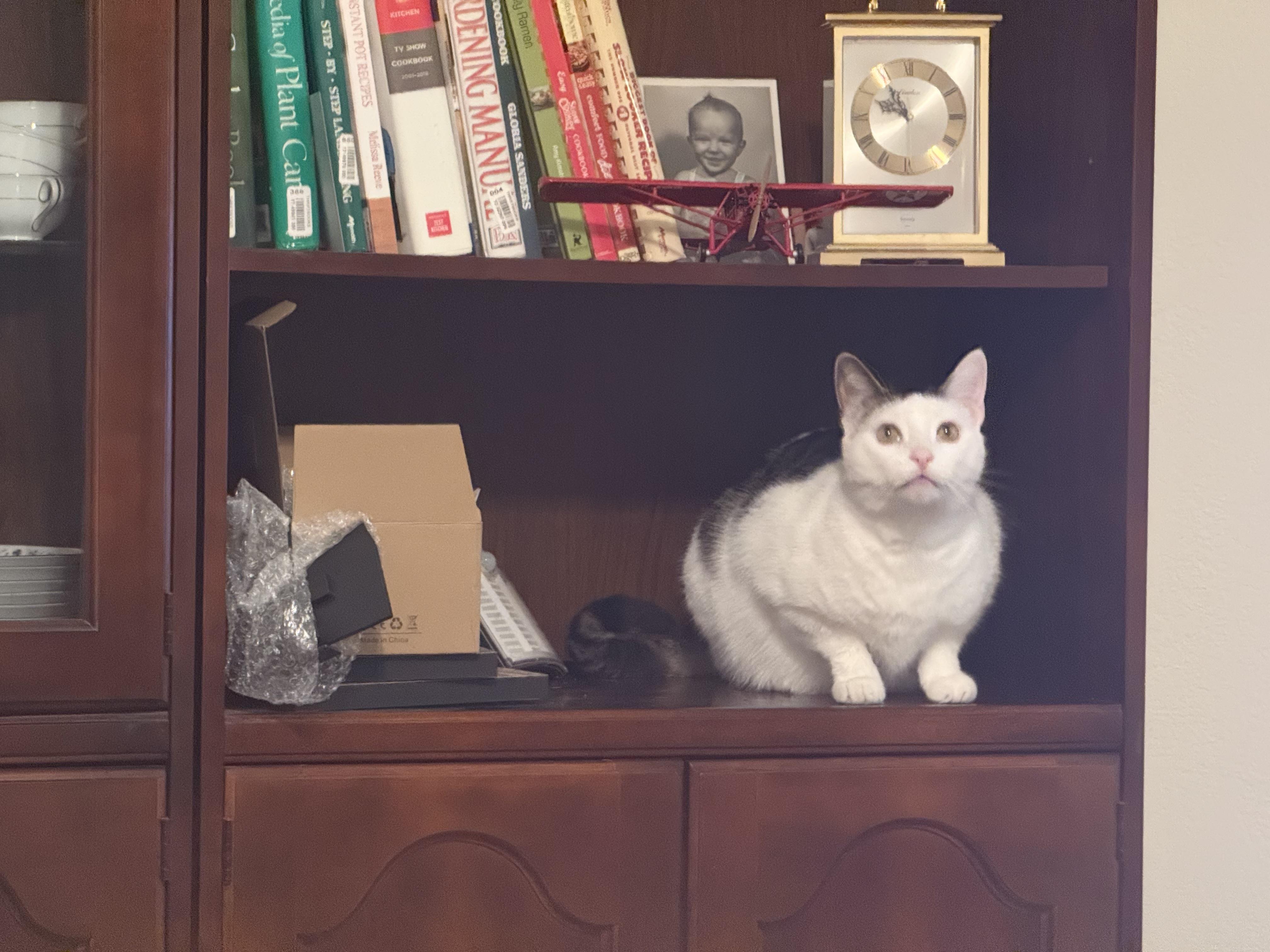 Enlarge Berry, a ADOPTABLE Domestic Short Hair in Davis, CA image 3/5