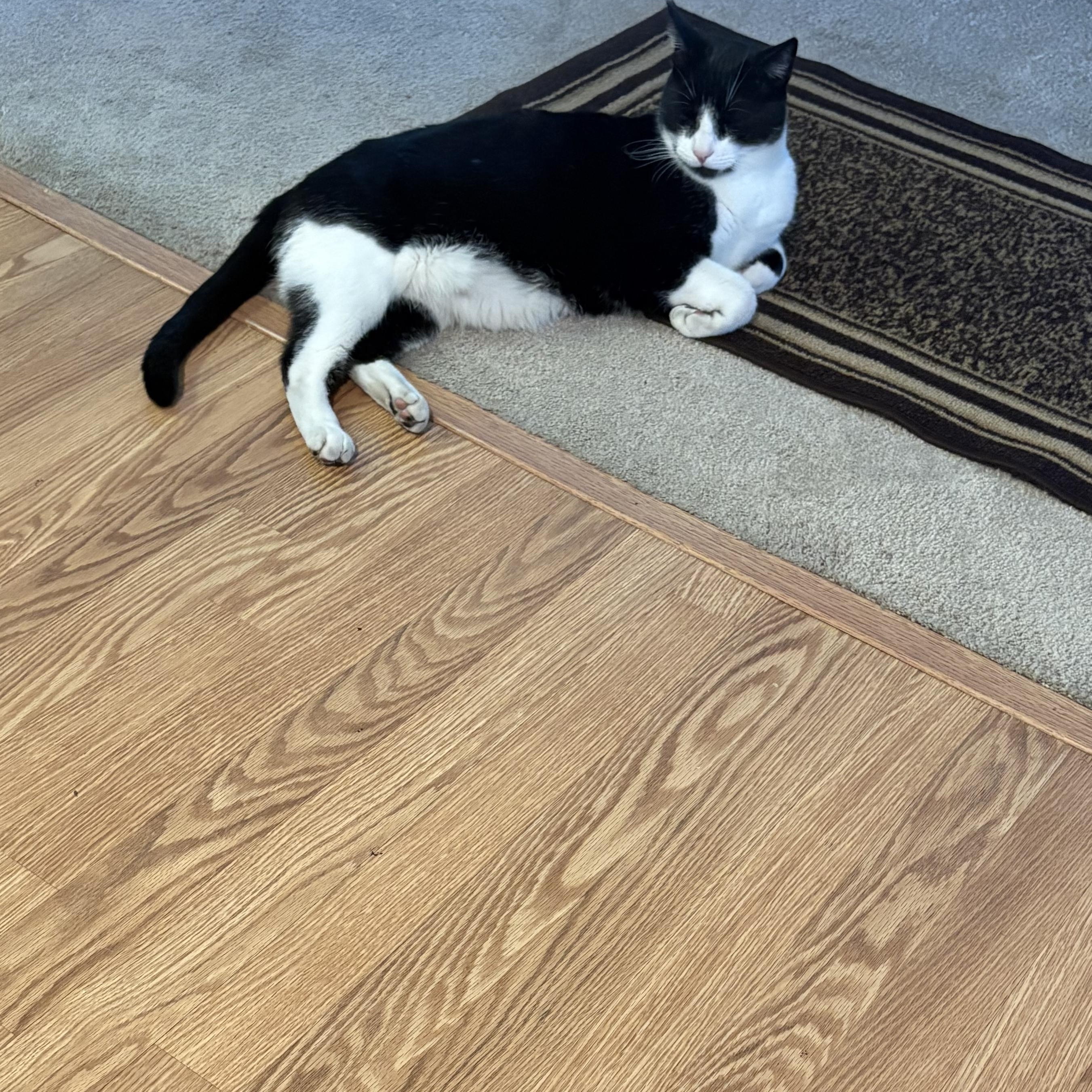 Enlarge Berry, a ADOPTABLE Domestic Short Hair in Davis, CA image 2/5