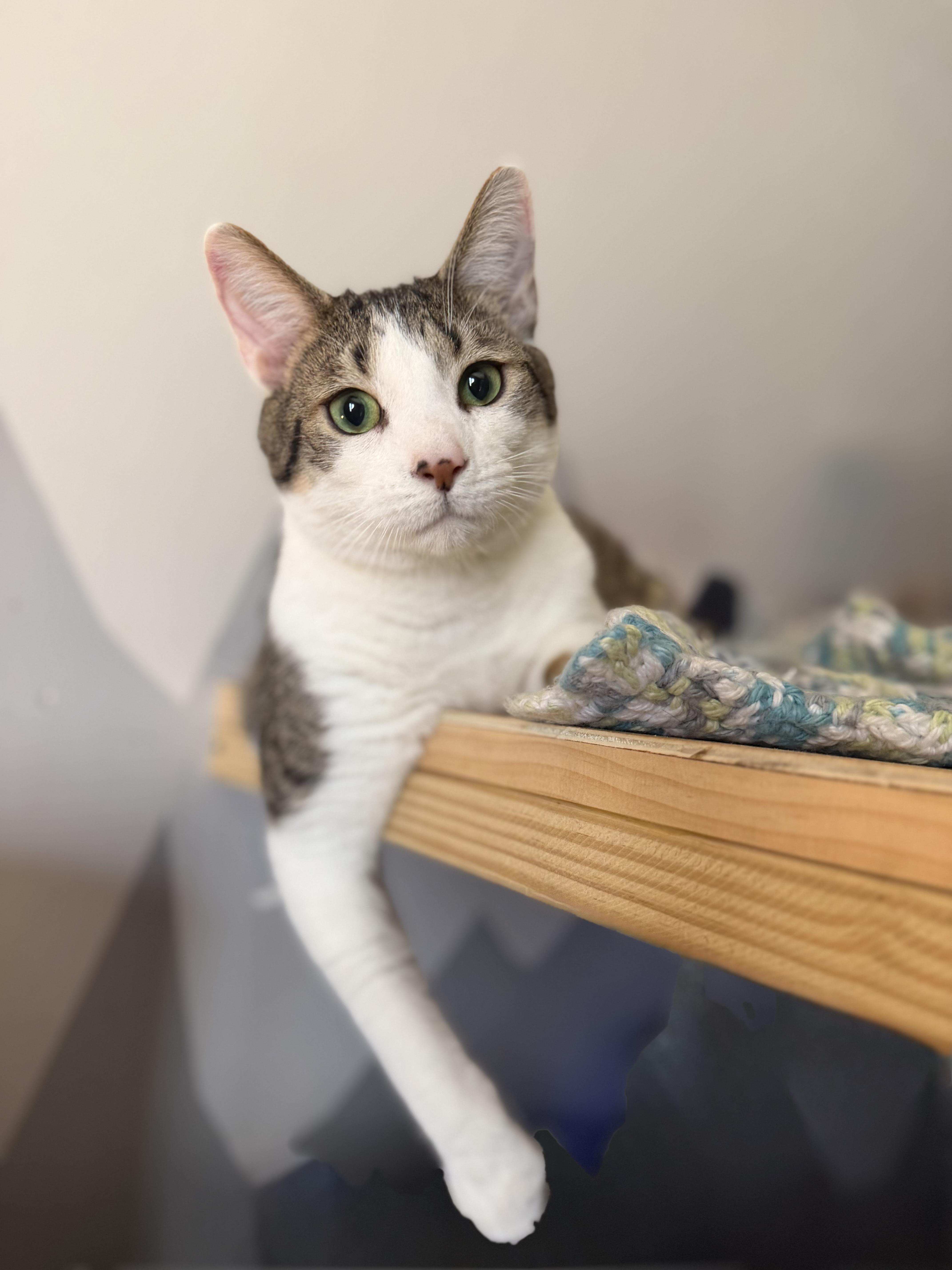 Lenny, Adoptable, Young Male American Shorthair.