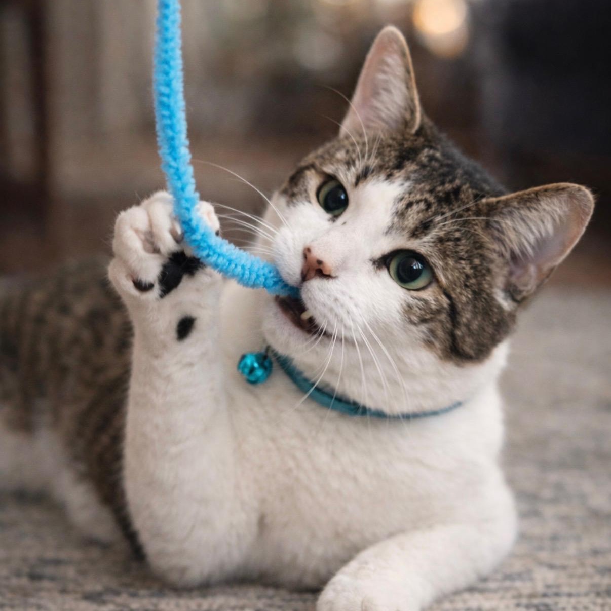 Enlarge Lenny, an adopted American Shorthair in Concord, NC image 3/6