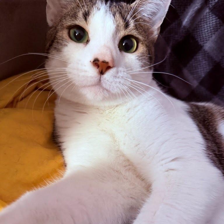 Enlarge Lenny, a Adoptable Tabby in Concord, NC image 4/6