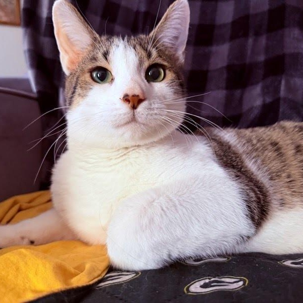 Enlarge Lenny, a Adoptable Tabby in Concord, NC image 1/6