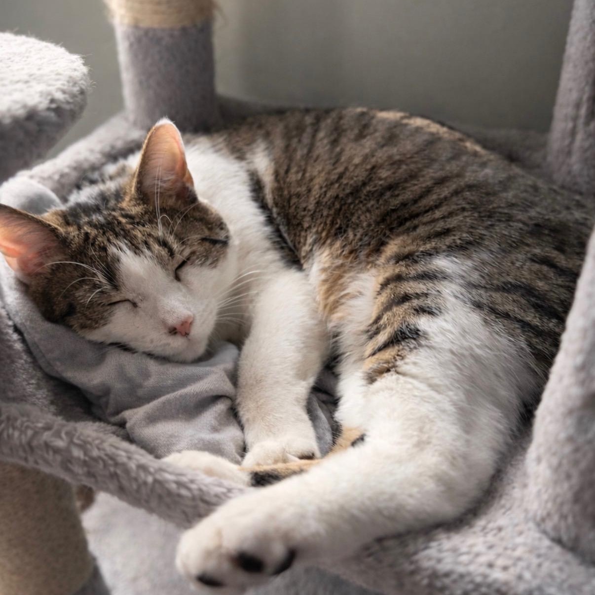 Enlarge Lenny, an adopted American Shorthair in Concord, NC image 5/6