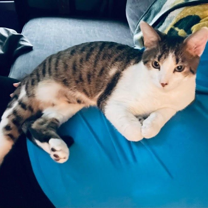 Enlarge Lenny, a Adoptable Tabby in Concord, NC image 2/6