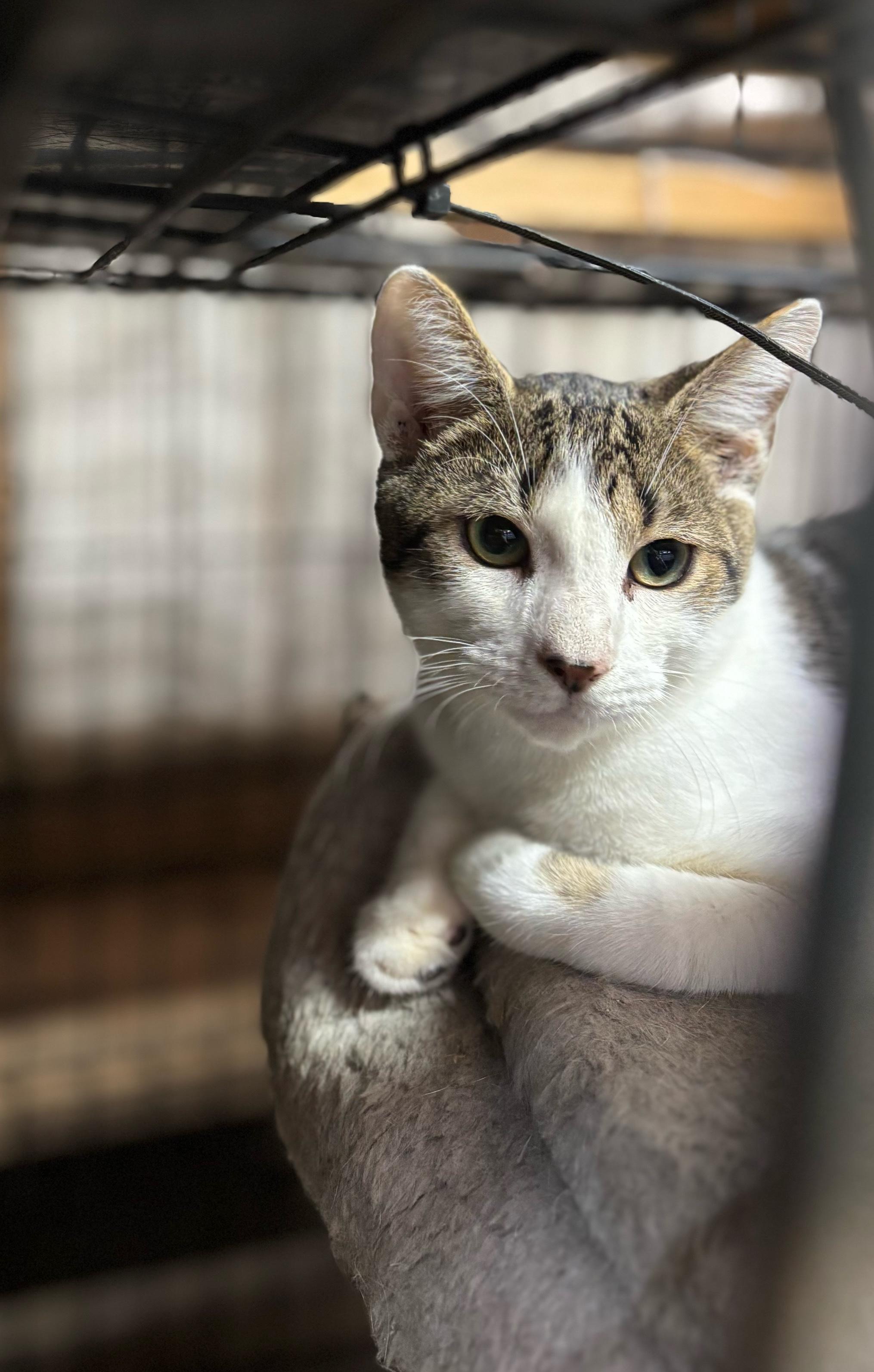 Enlarge Lenny, a Adoptable Tabby in Concord, NC image 5/6