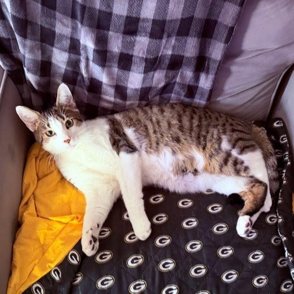 Enlarge Lenny, a Adoptable Tabby in Concord, NC image 6/6