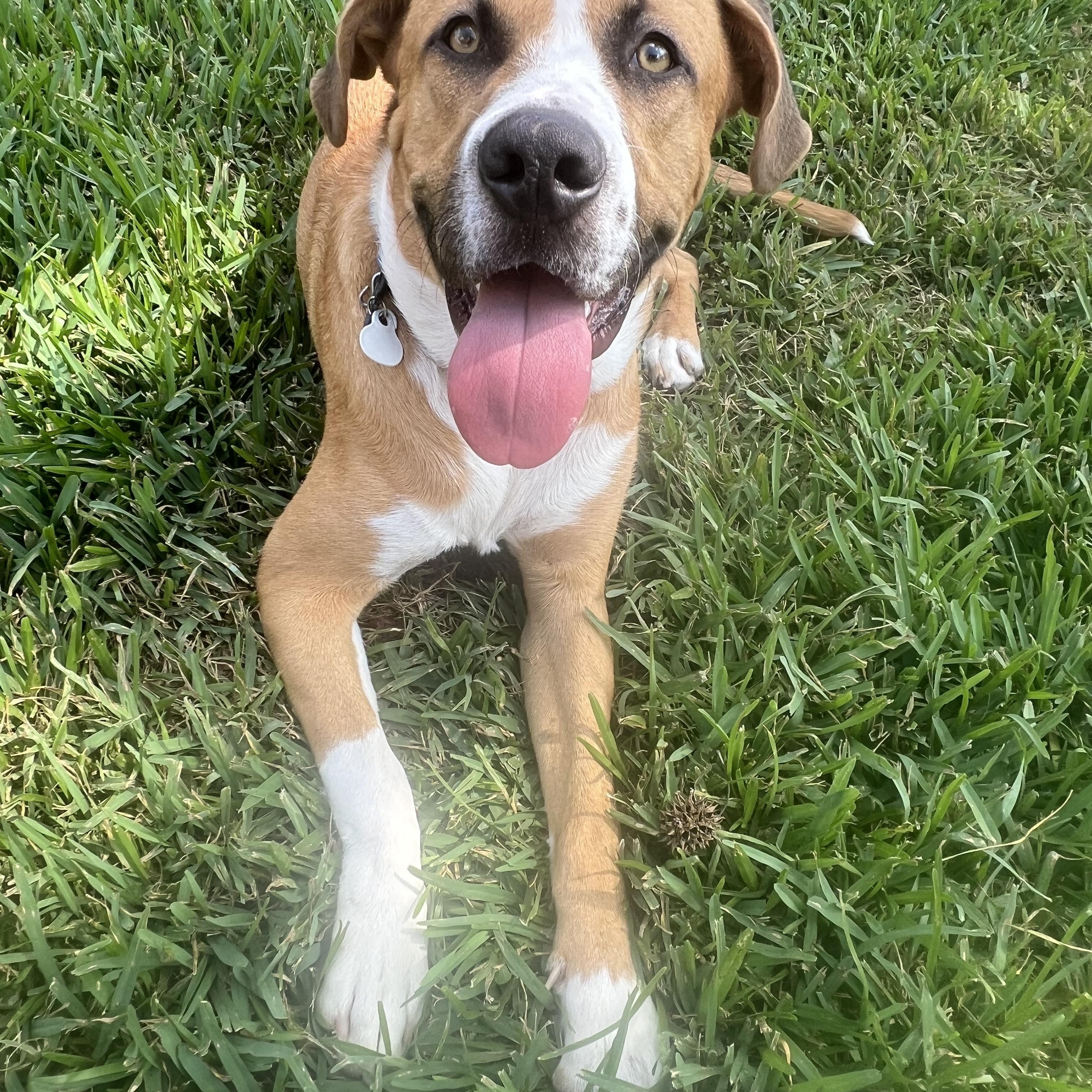 Enlarge Charlie, a Adoptable Mixed Breed in Vancouver , WA image 3/5