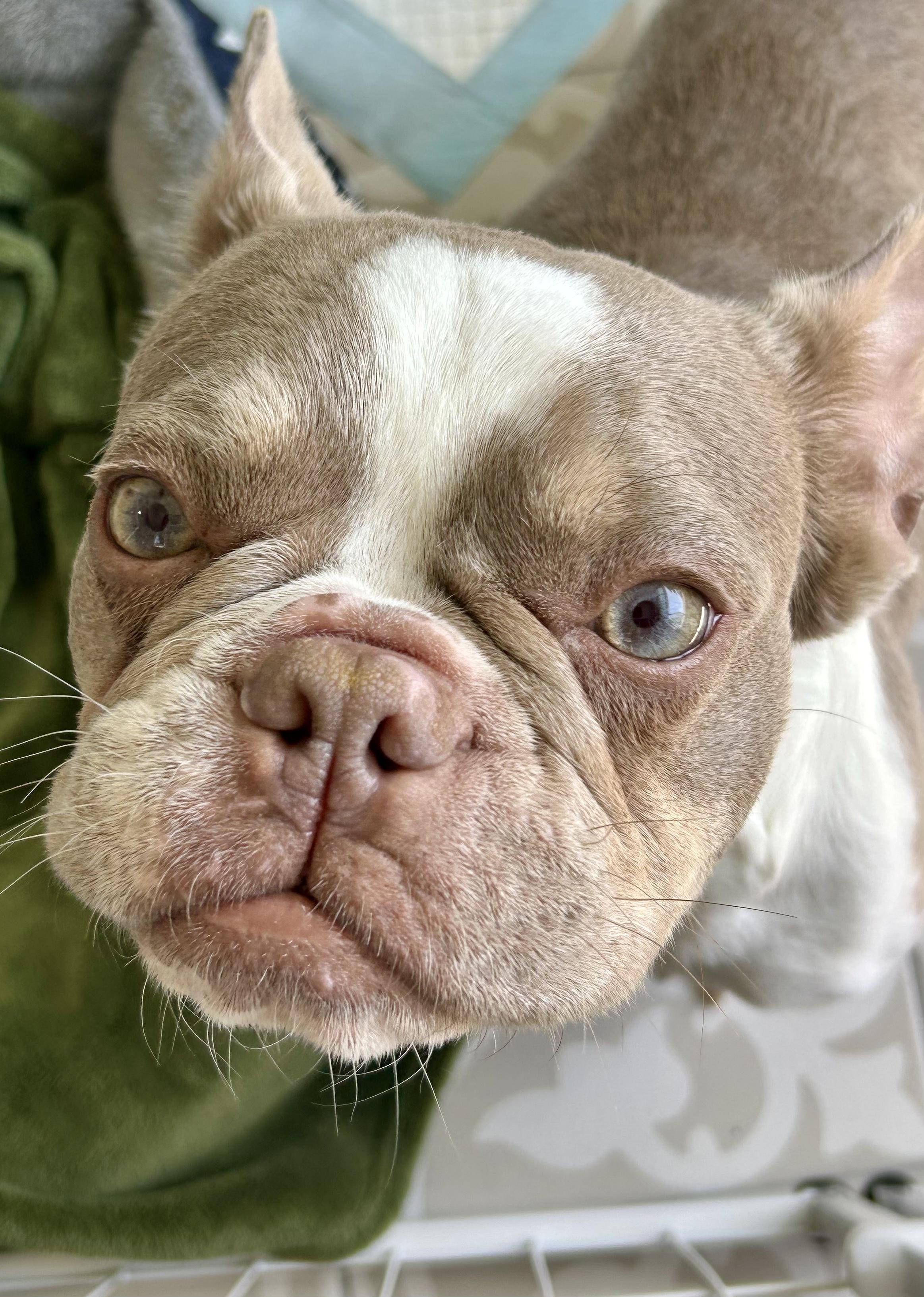 Delilah, a Adoptable French Bulldog in Rancho Santa Fe, CA image 1/3
