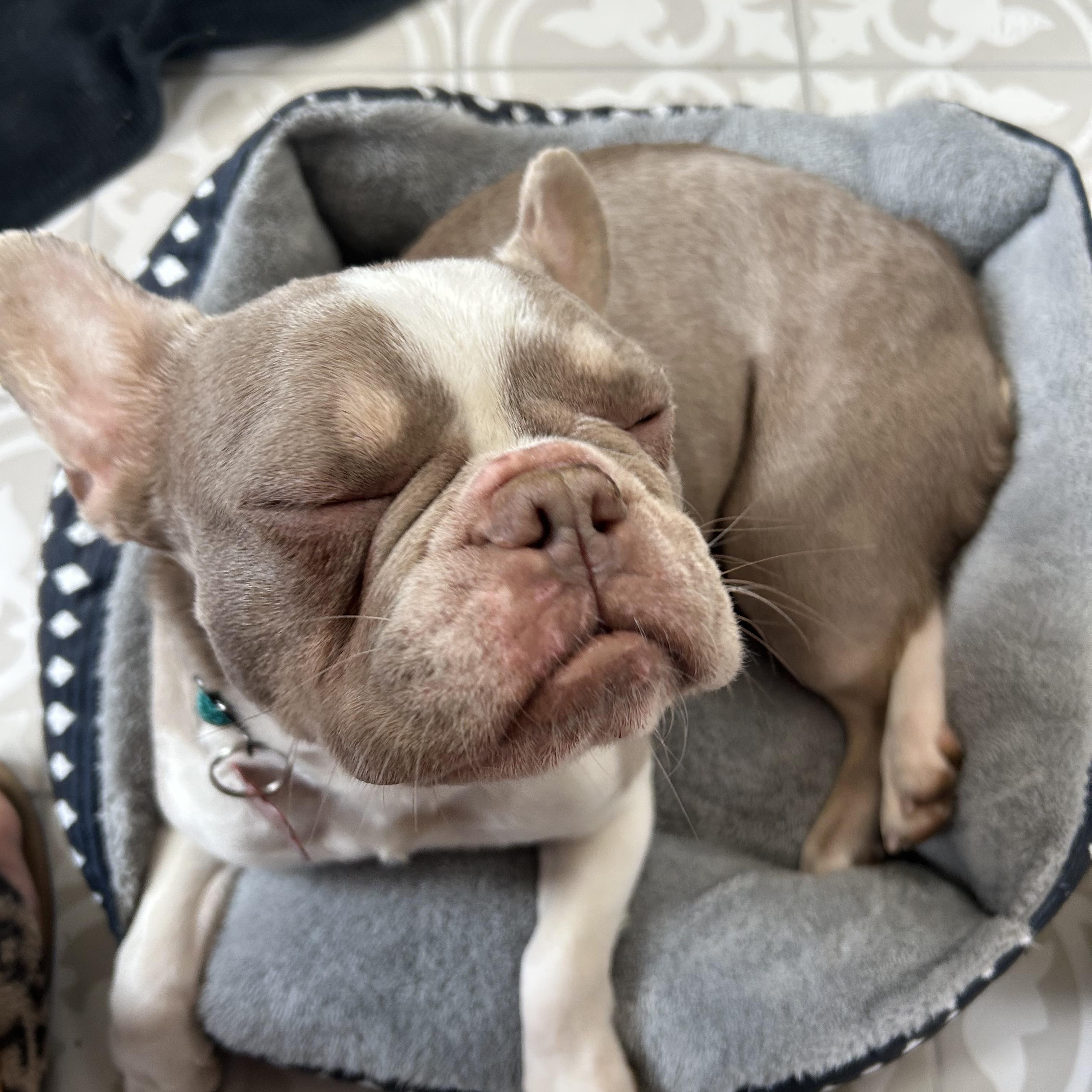 Delilah, a Adoptable French Bulldog in Rancho Santa Fe, CA image 3/3