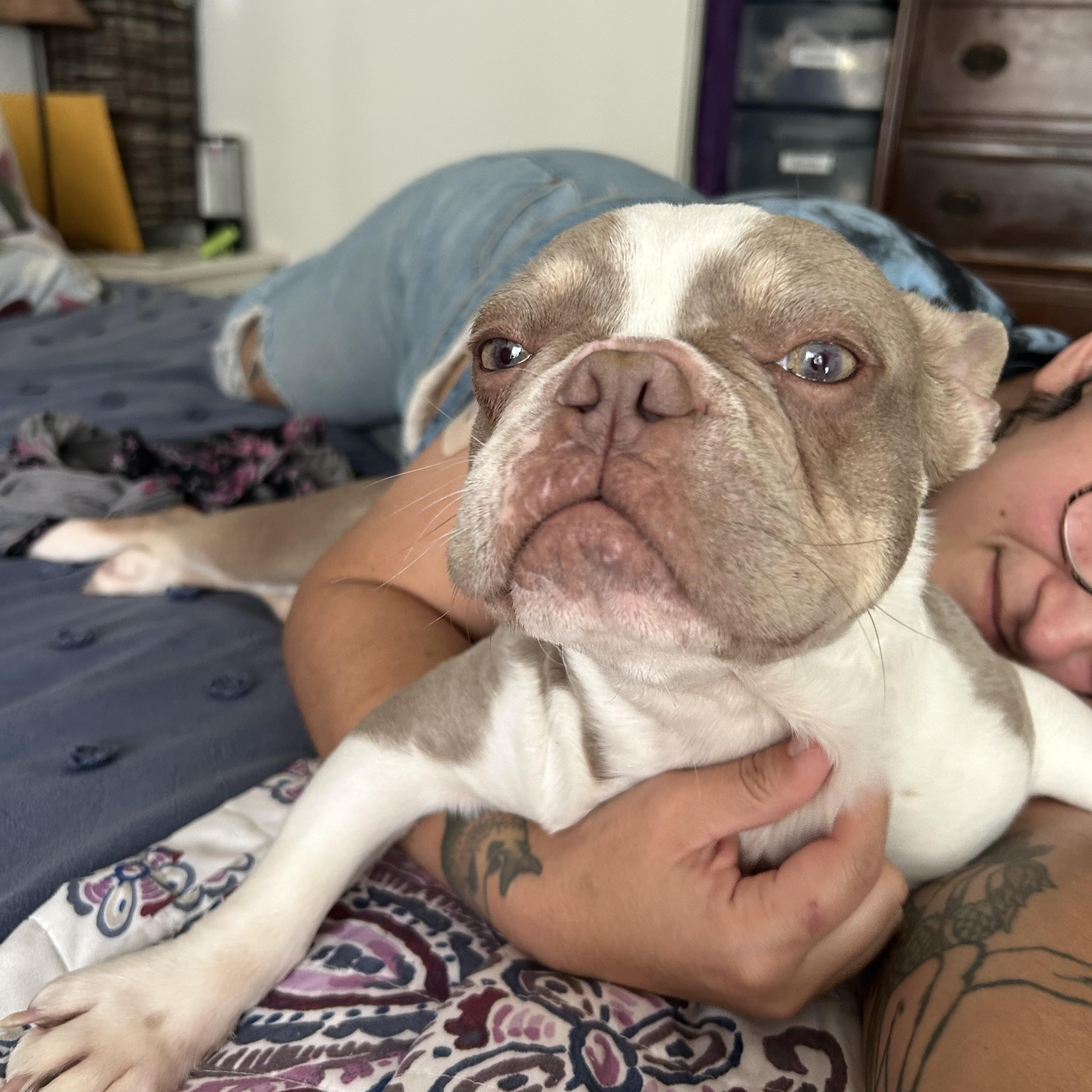 Delilah, a Adoptable French Bulldog in Rancho Santa Fe, CA image 2/3