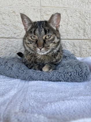 Americano, an adoptable Domestic Short Hair in Steamboat Springs, CO, 80477 | Photo Image 1