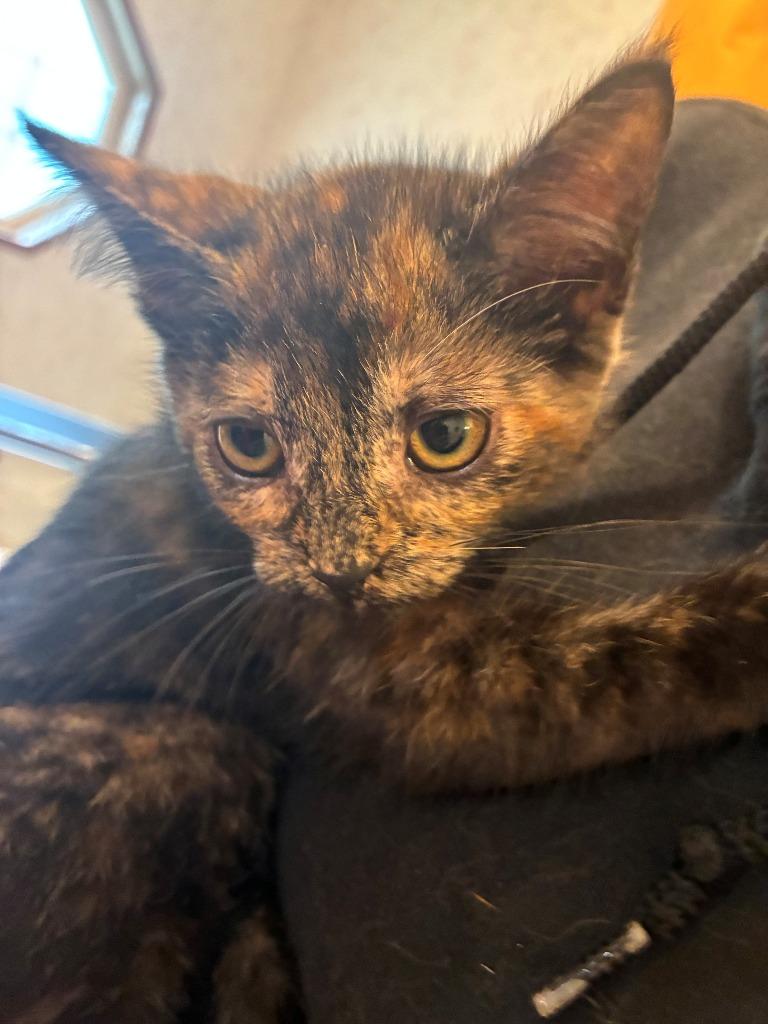 Chai, Adoptable, Kitten Female Domestic Short Hair.