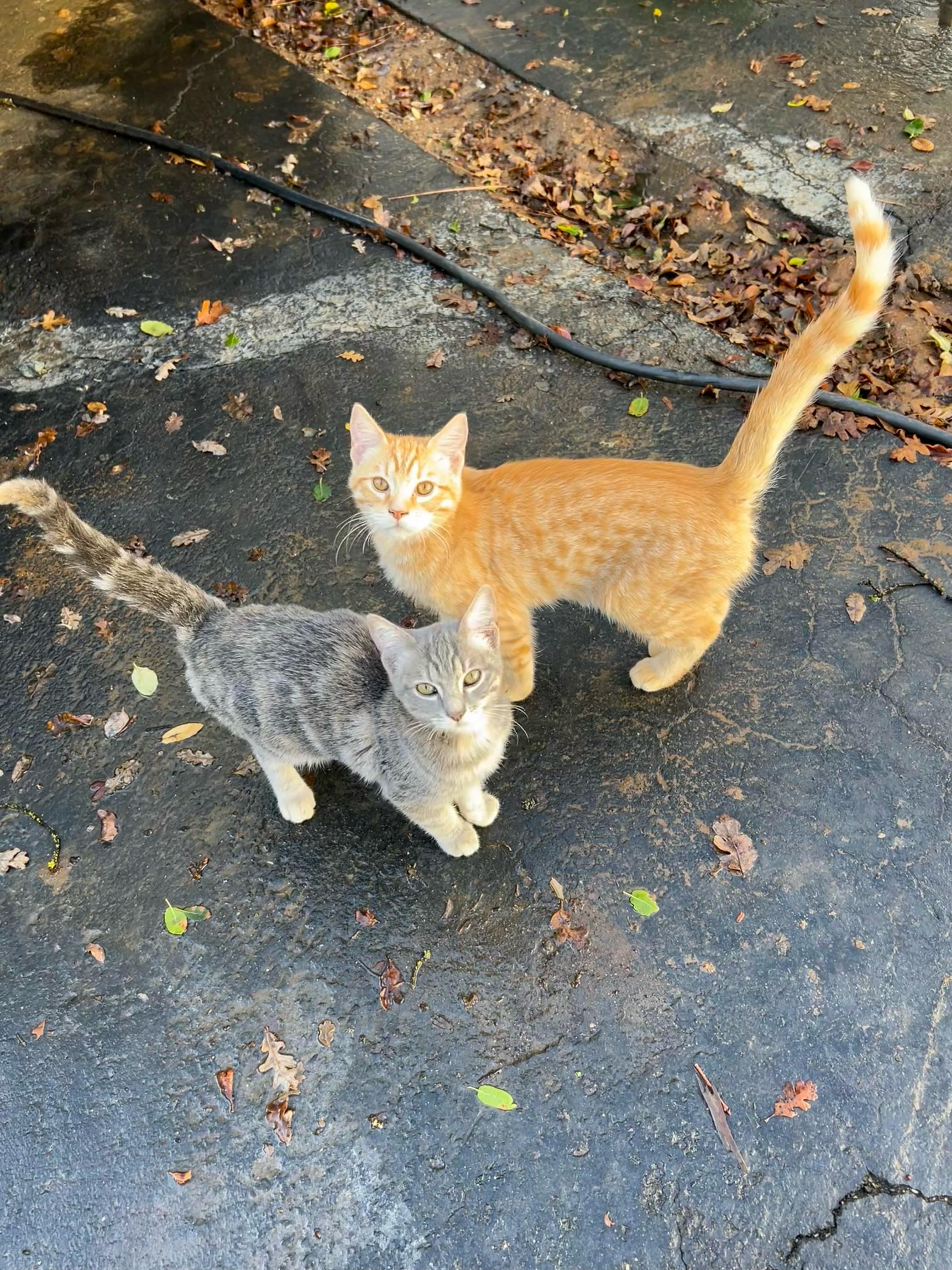 Lily 0424 — thumbnail 2