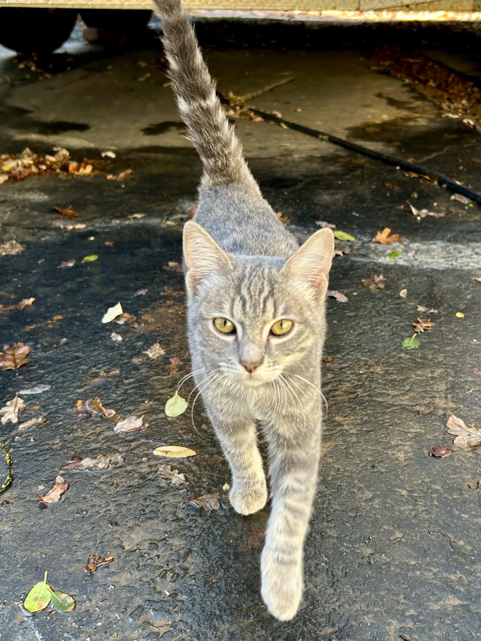Lily 0424, Adoptable, Adult Female Domestic Short Hair.