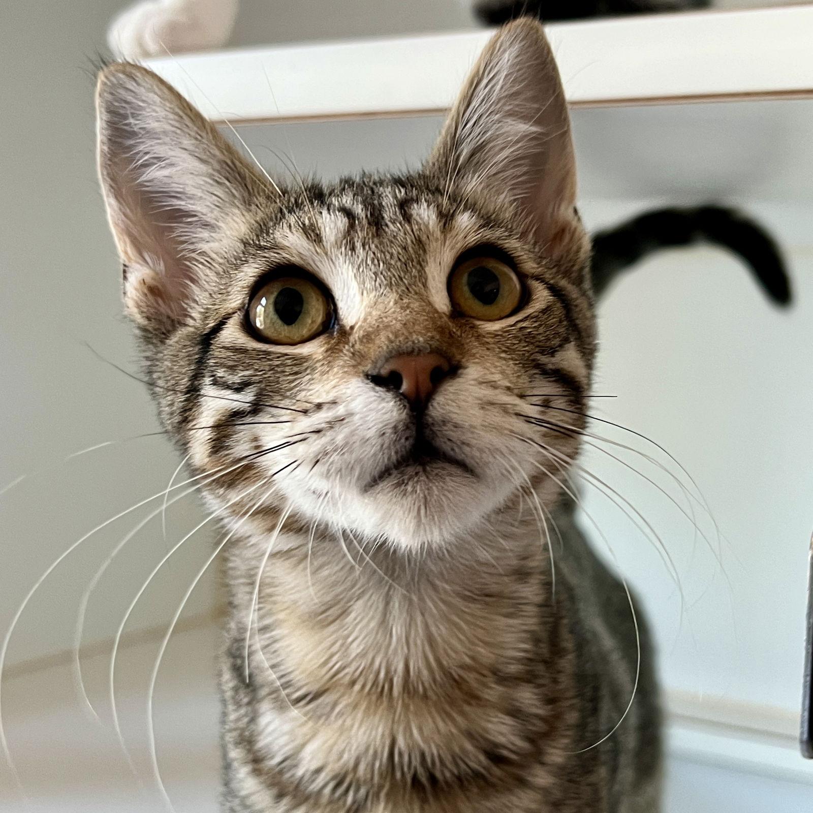 Churro (bonded w/ Bon Bon), Adopted, Kitten Male Domestic Short Hair.