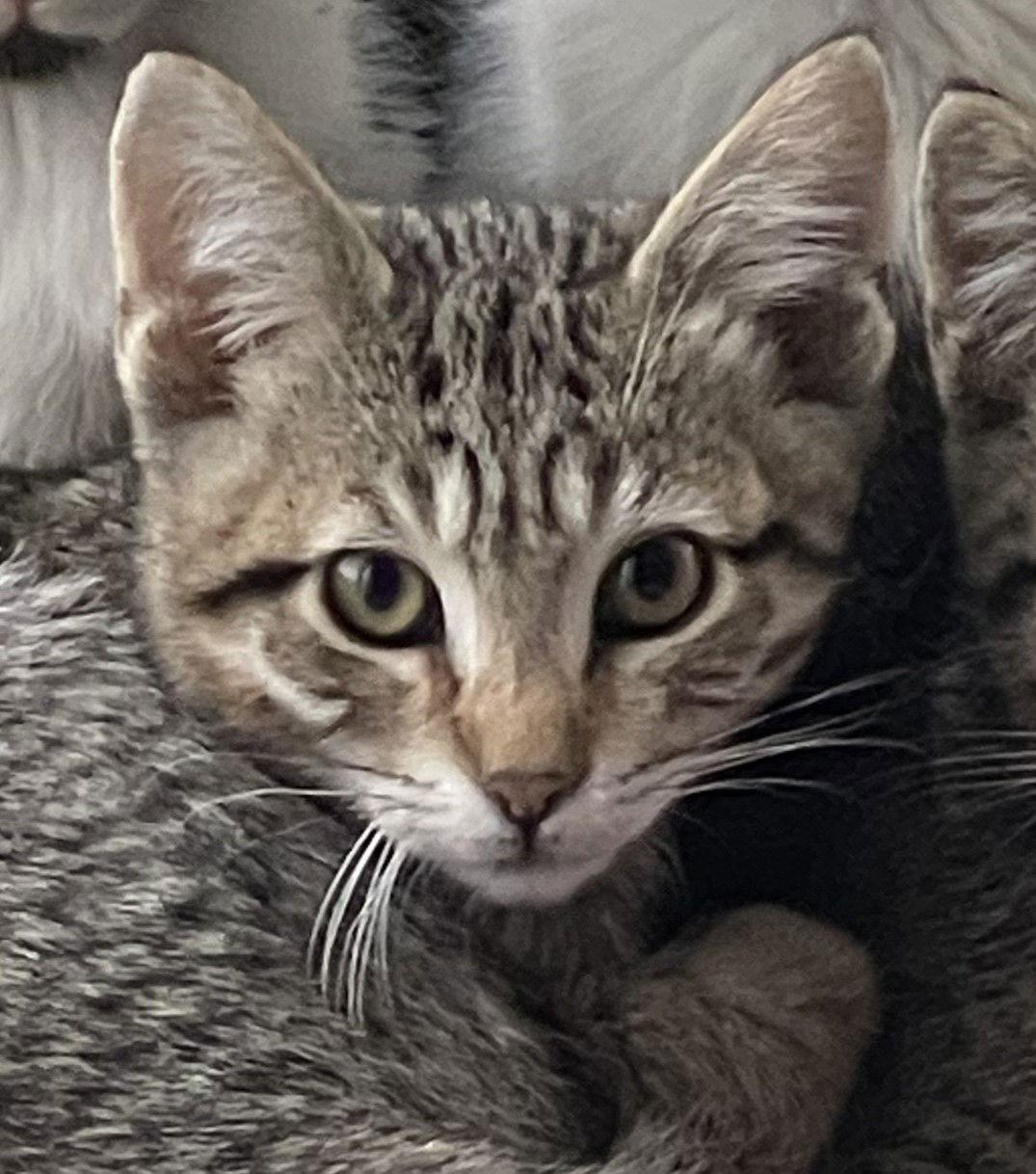 Enlarge Churro (bonded w/ Bon Bon), a Adopted Domestic Short Hair in Oakland, CA image 2/3