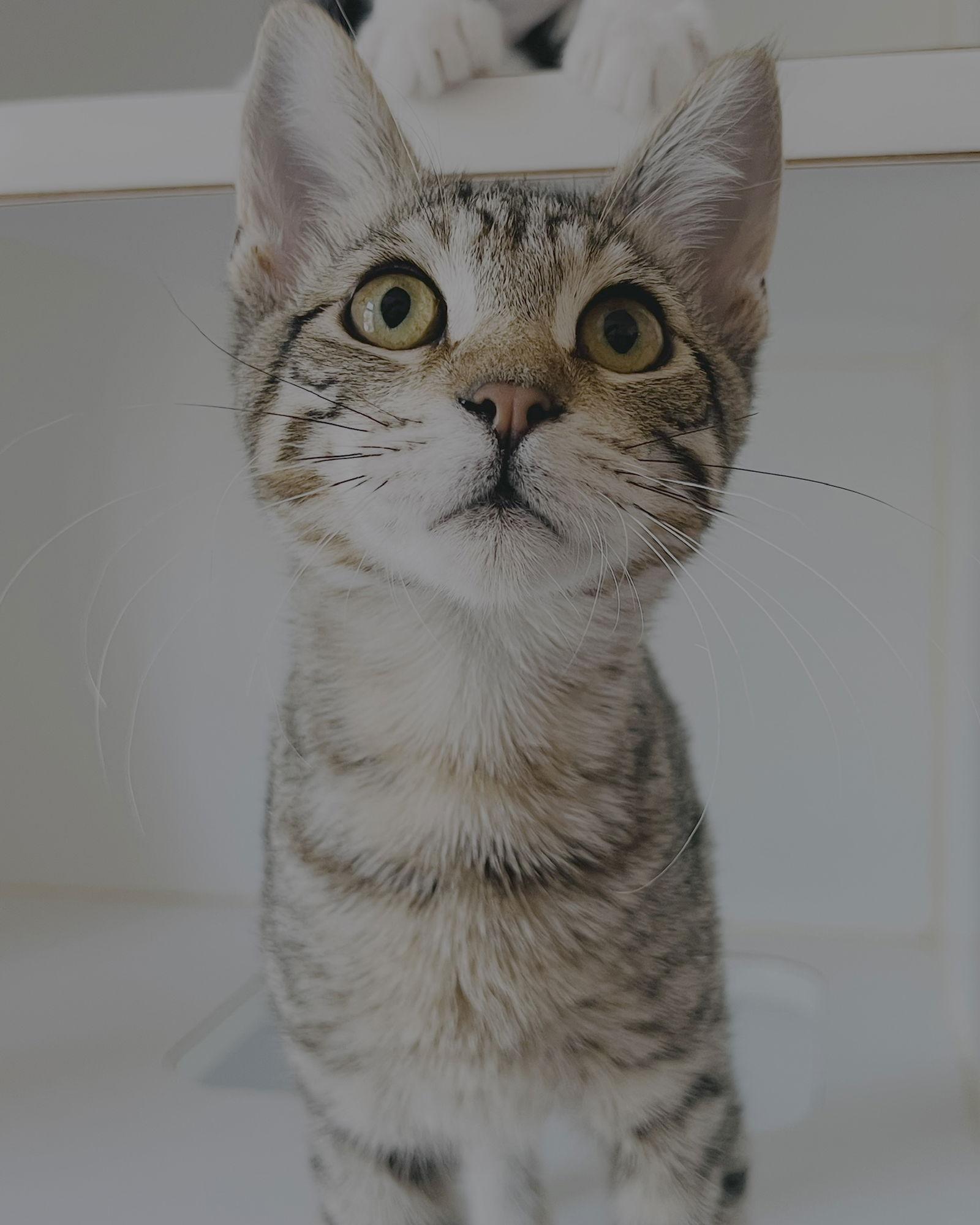 Enlarge Churro (bonded w/ Bon Bon), a Adopted Domestic Short Hair in Oakland, CA image 3/3